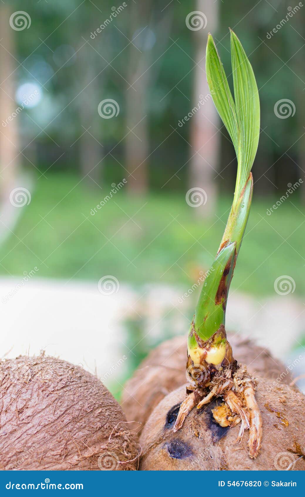 A sprout of coconut tree. stock photo. Image of growing 54676820