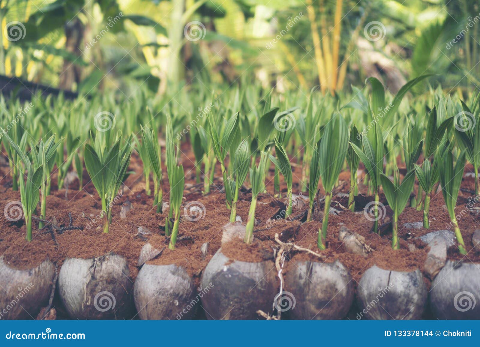 Sprout of Coconut Tree, Young Coconut Seed Germination Green Lea Stock Photo Image of shoot