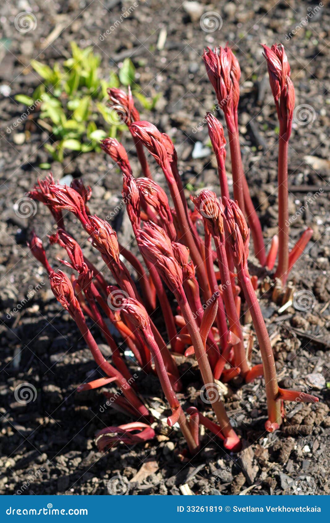 Sprout. stock image. Image of plants, botany, burgeon 33261819