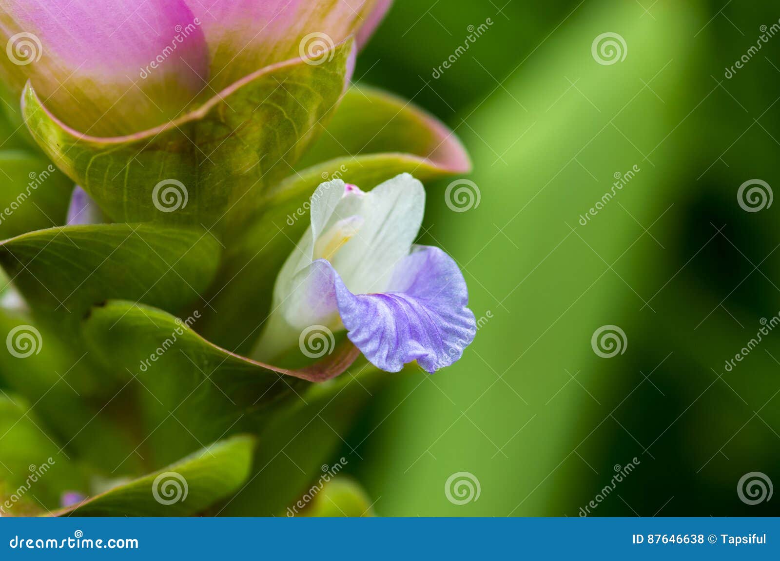 Sprout of flower stock photo. Image of closeup, wild 87646638