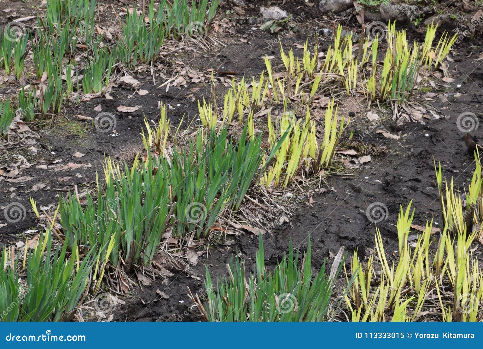 Sprout of irises stock image. Image of flower, garden 113333015