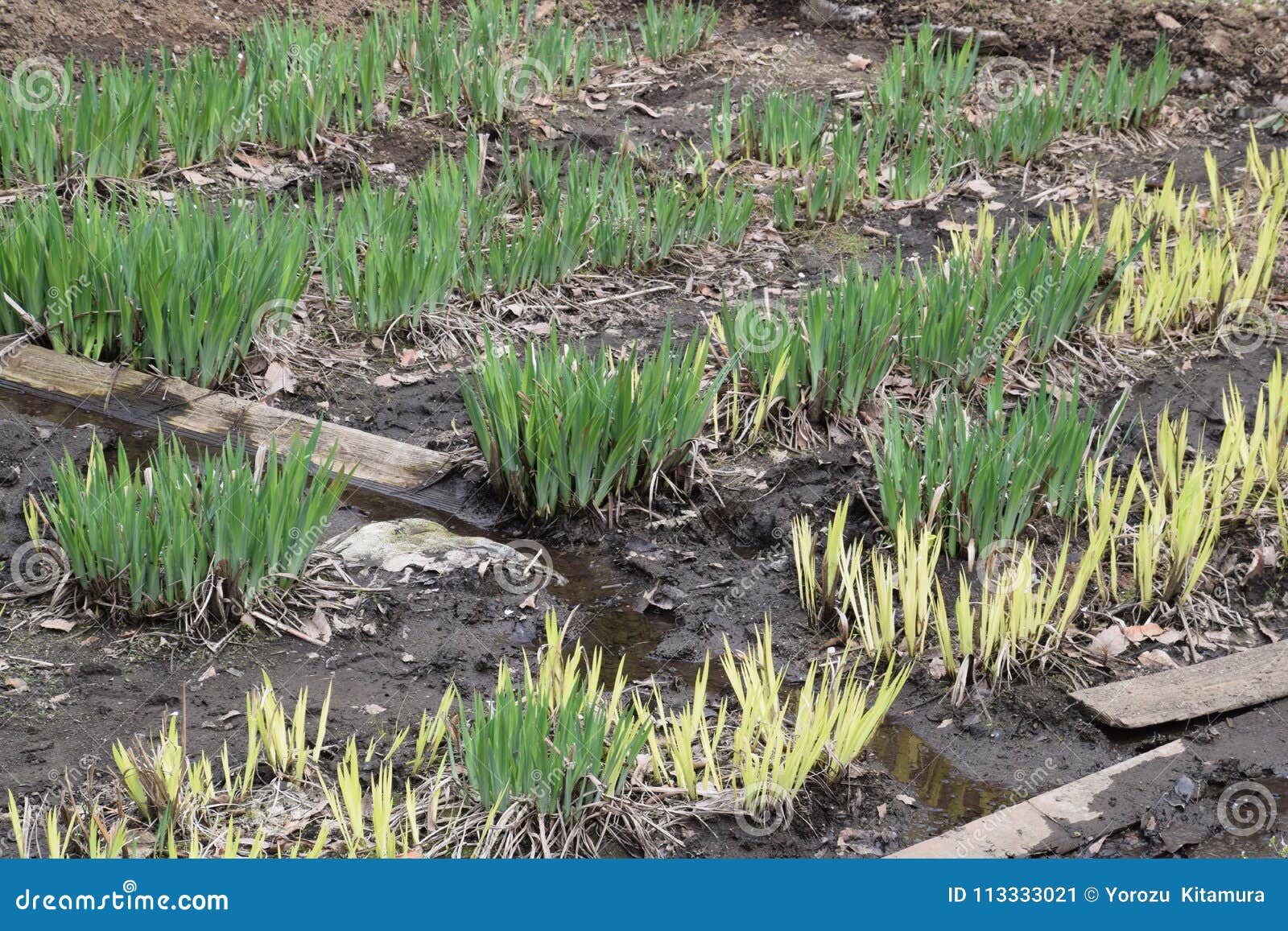 Sprout of irises stock image. Image of plant, landscape 113333021