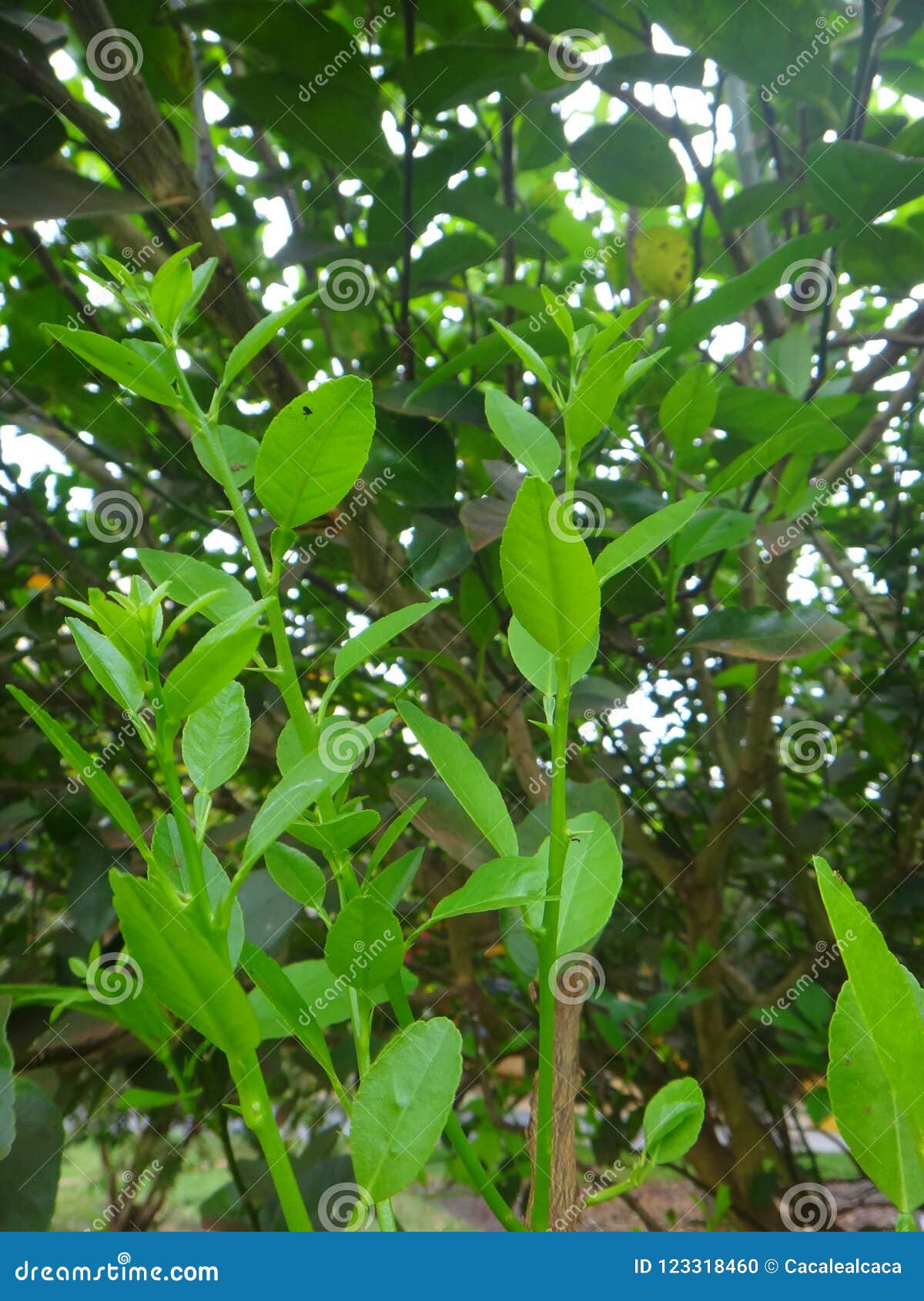 sprout of lemon plant