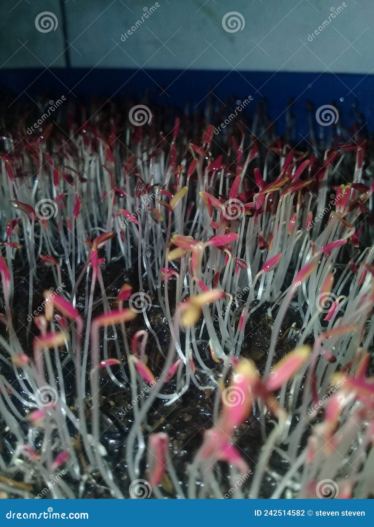 Sprout Morning Glory Seedling Stock Photo Image of group, sproutling