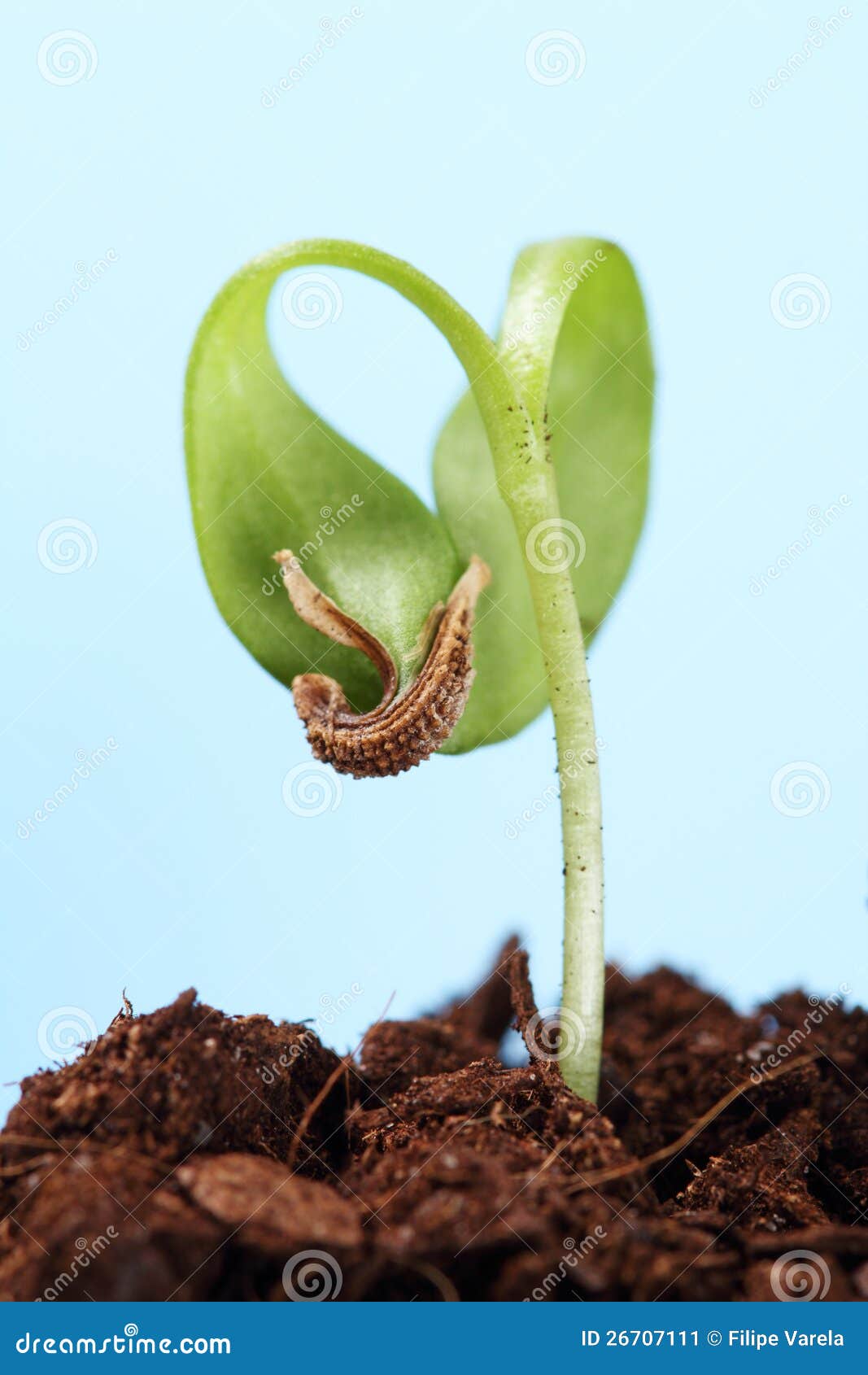 Sprout of a plant seedling stock image. Image of background 26707111