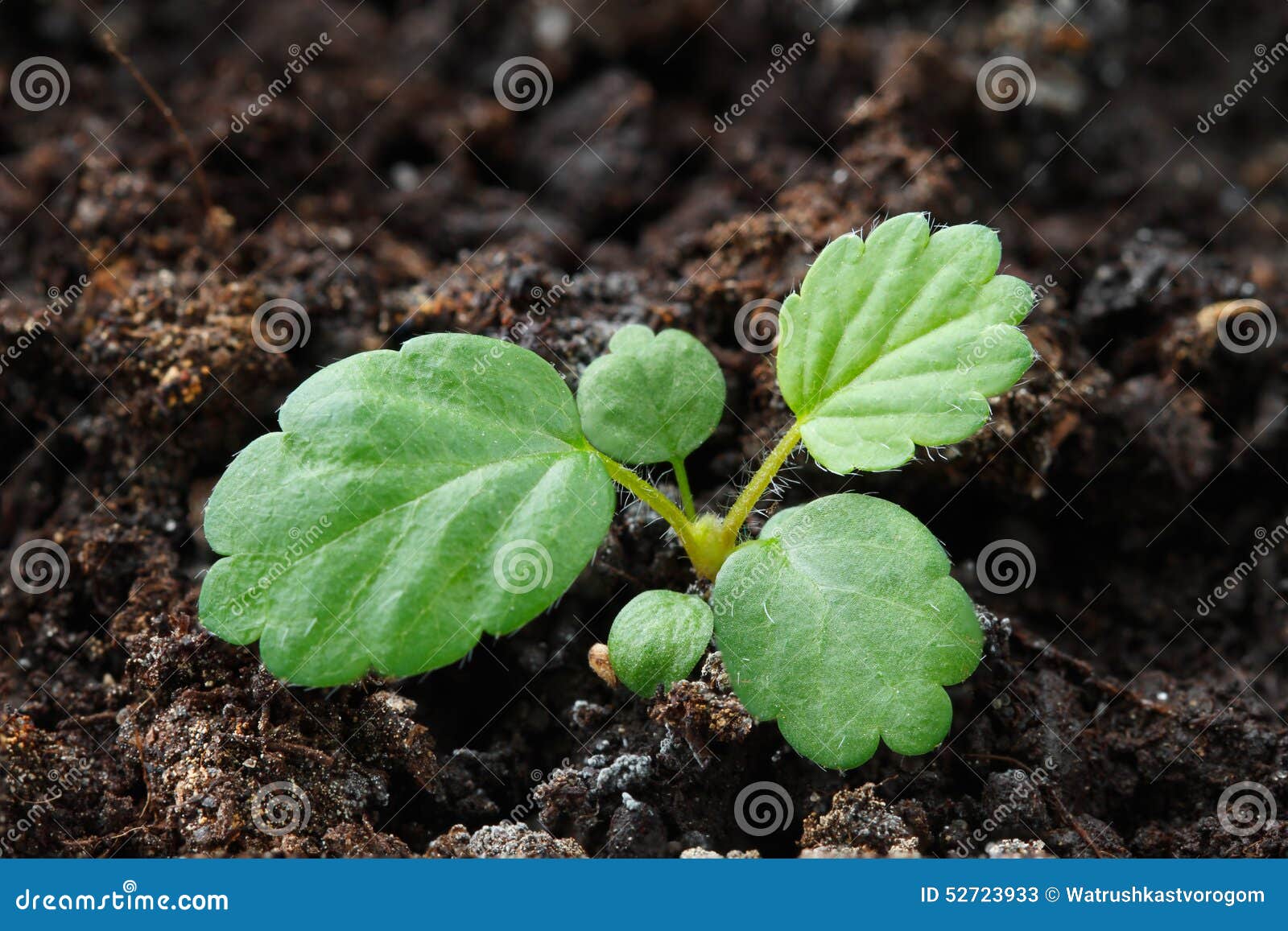Sprout strawberries stock image. Image of ground, plant 52723933