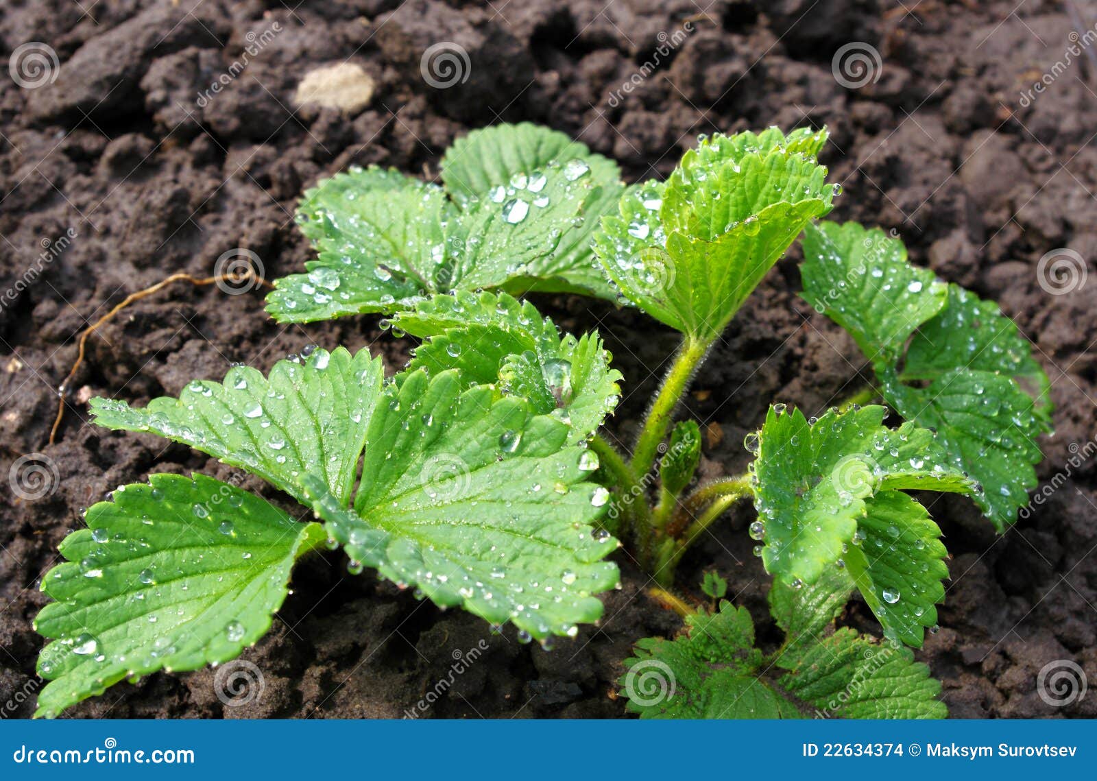 Sprout of strawberry stock photo. Image of leaves, foliage 22634374
