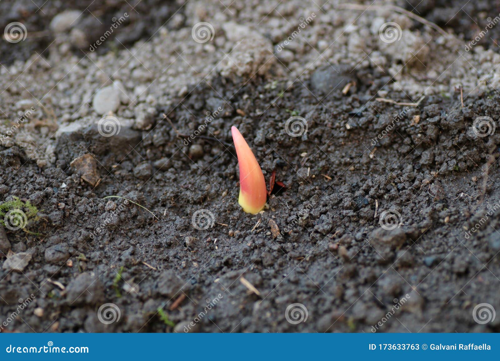 Sprout of Tulip Bulb Isolated Stock Image Image of botany, macro 173633763