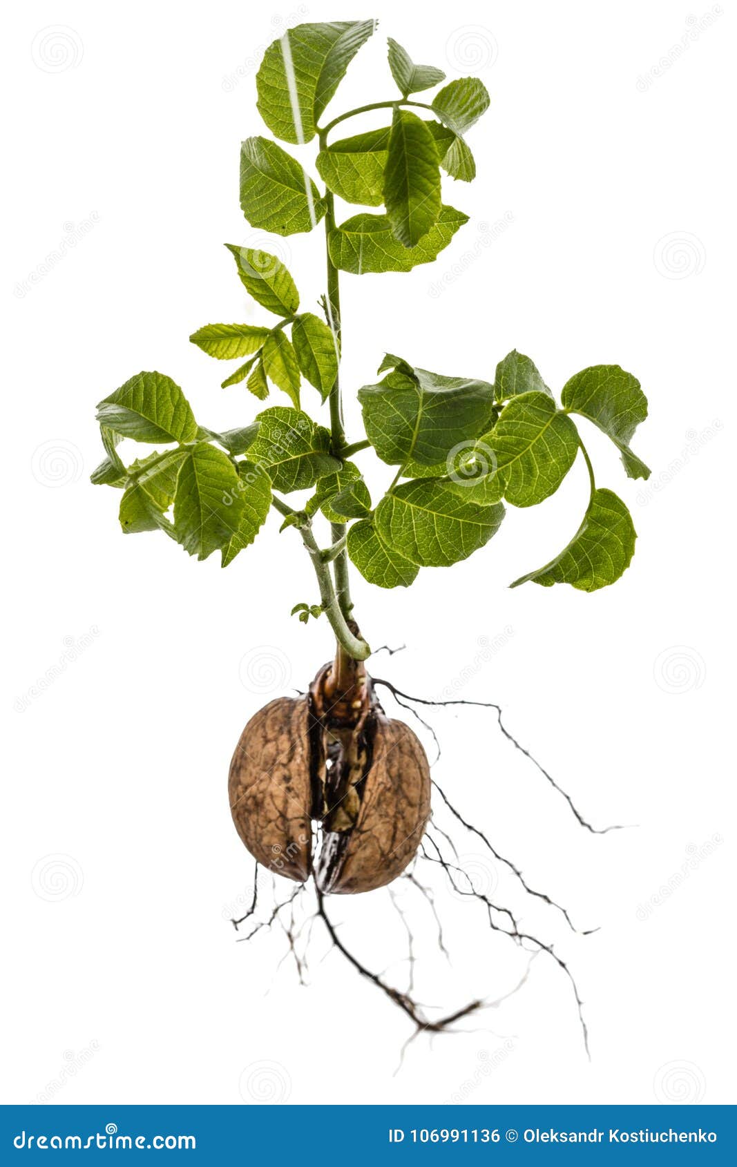 sprout of a young walnut,  on white background