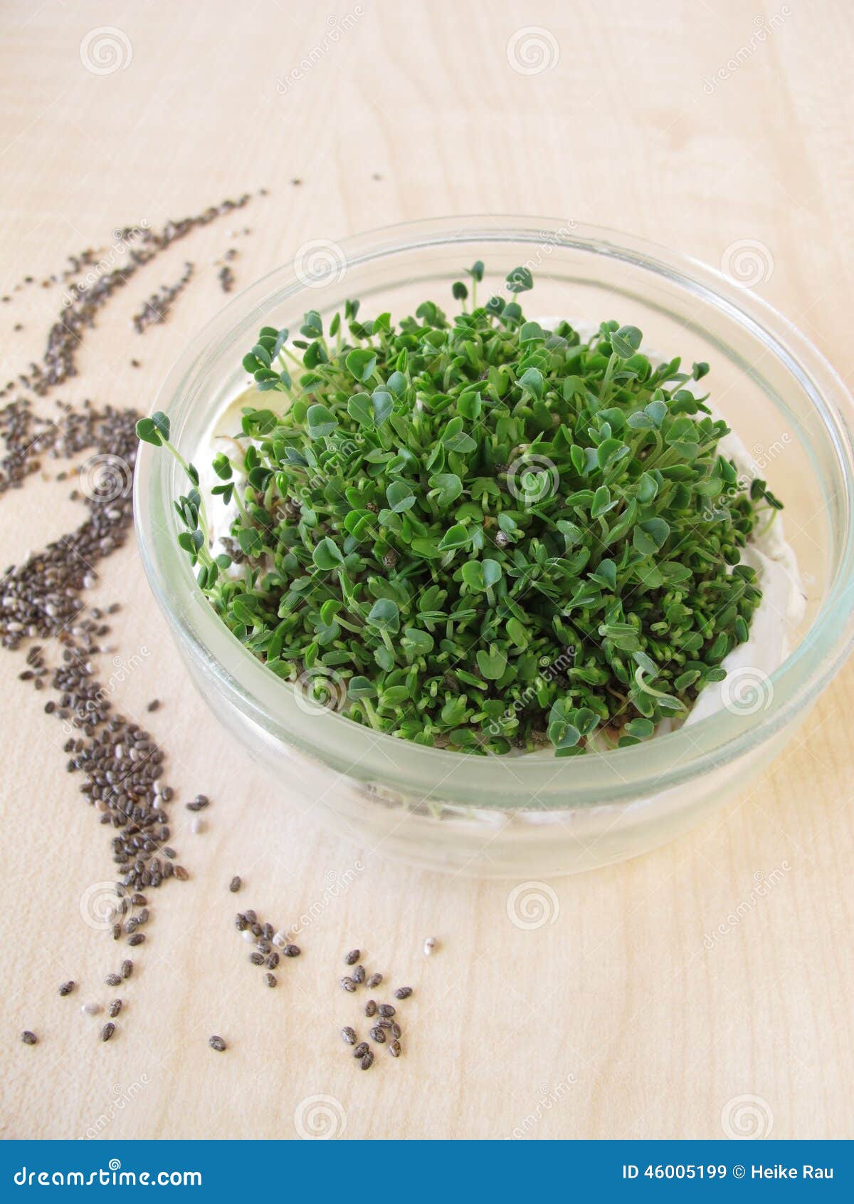 Sprouted chia seeds stock image. Image of seedlings, seeds 46005199