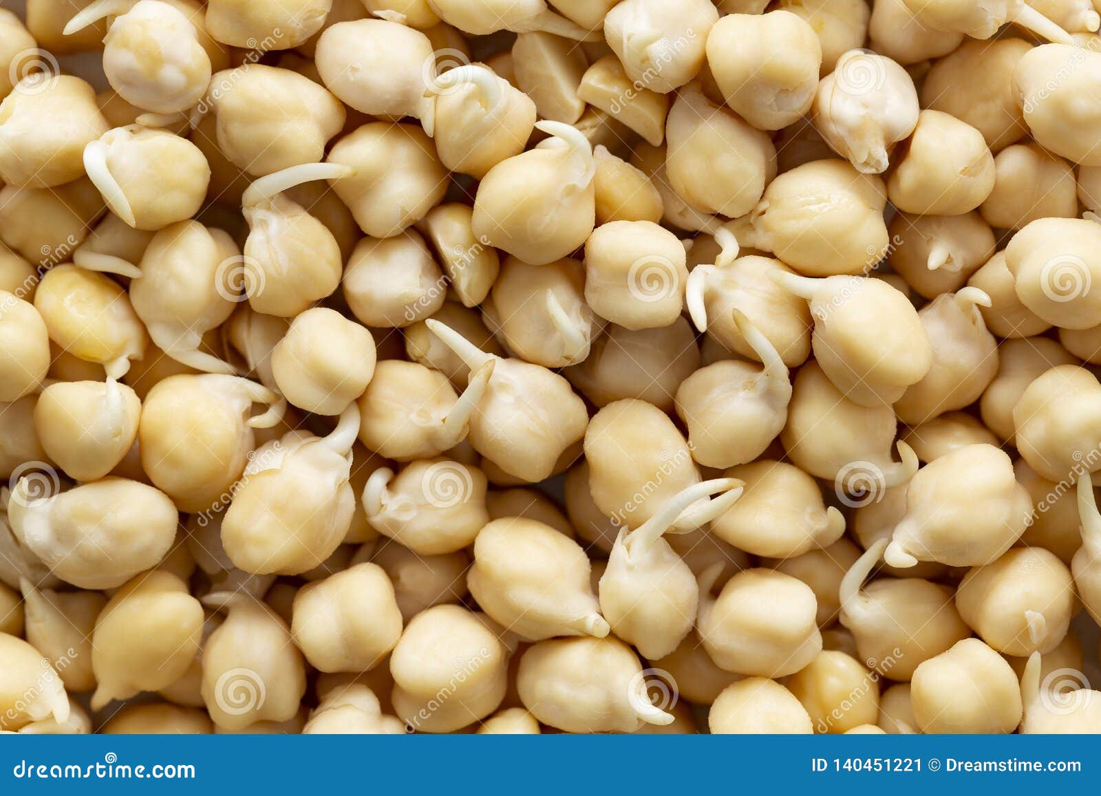 Sprouted Chickpeas Background. Peas Sprouts Raw. Source of Protein for Vegan Healthy Diet