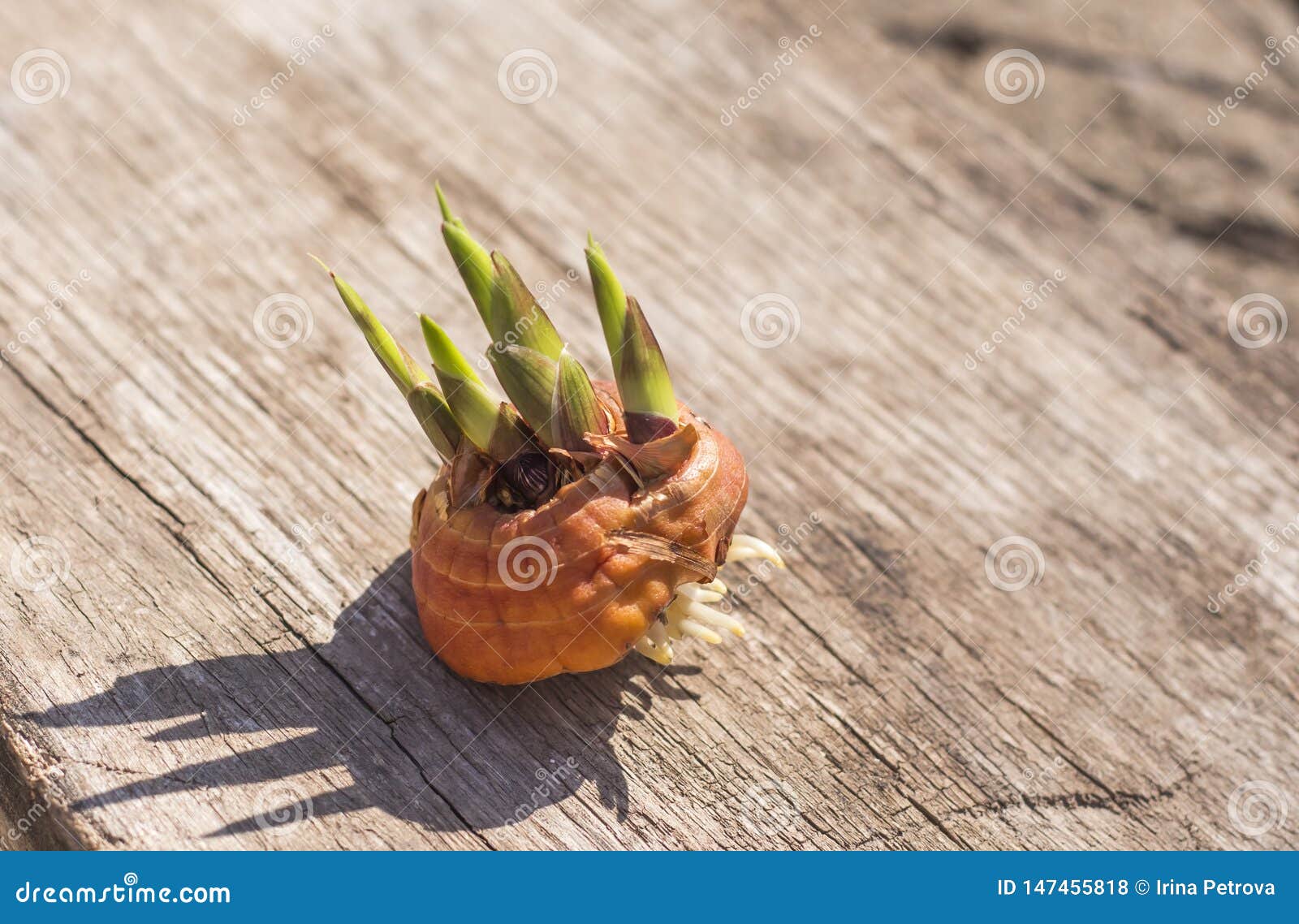 Sprouted Gladiolus Bulb on Wooden Background in Bright Sunlight with