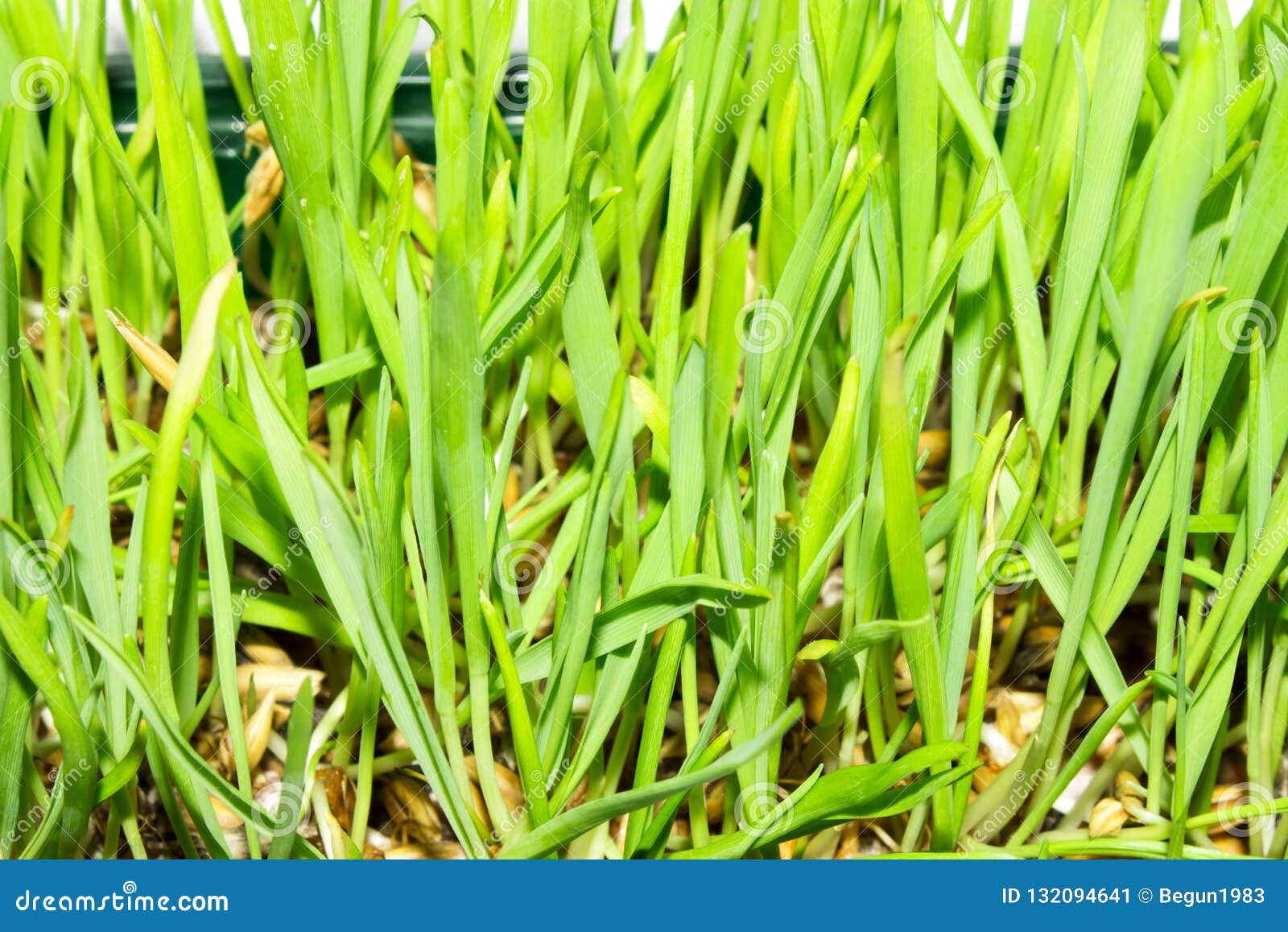Sprouted Oats.Sprouted Green Shoots.Green Grass Stock Image Image of