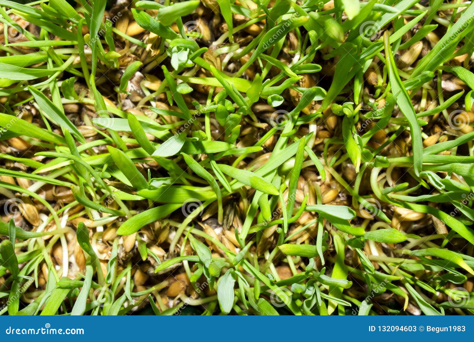 Sprouted Oats.Sprouted Green Shoots.Green Grass Stock Image Image of