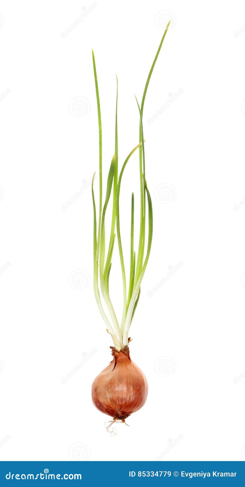 Sprouted Onions with Green Feathers and Roots on White Background