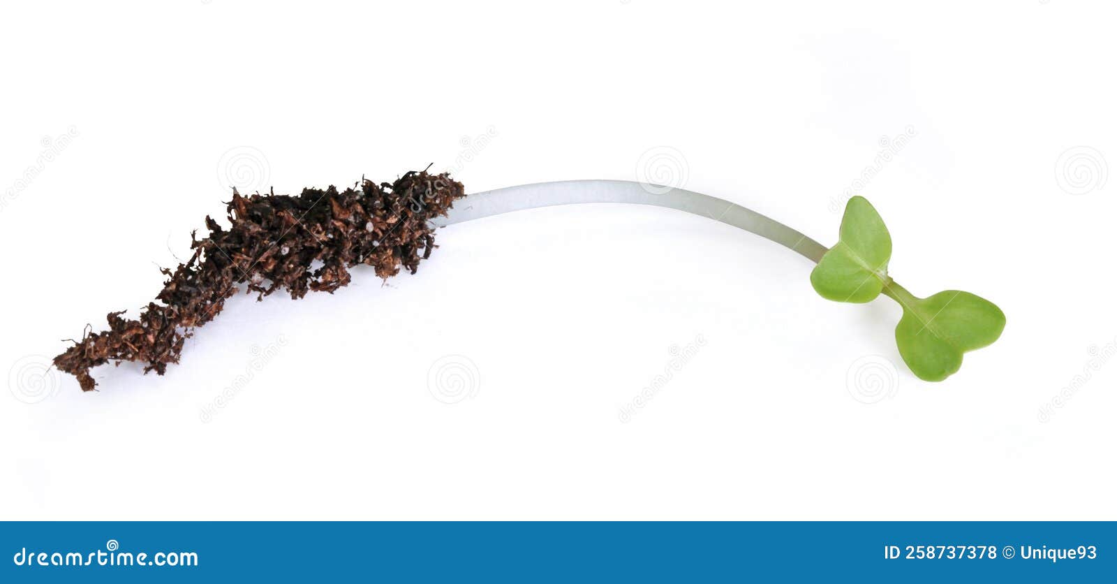 Sprouted radish seeds stock photo. Image of hatching 258737378