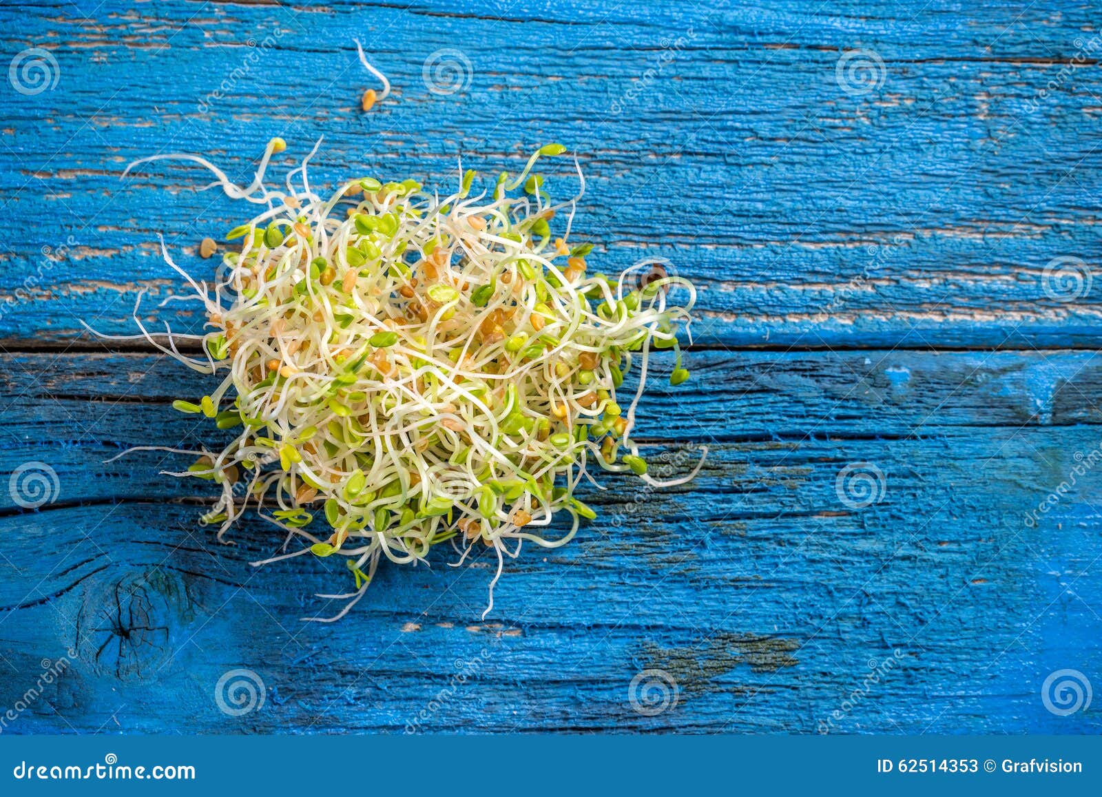 Sprouted red clover seeds stock image. Image of sprout 62514353