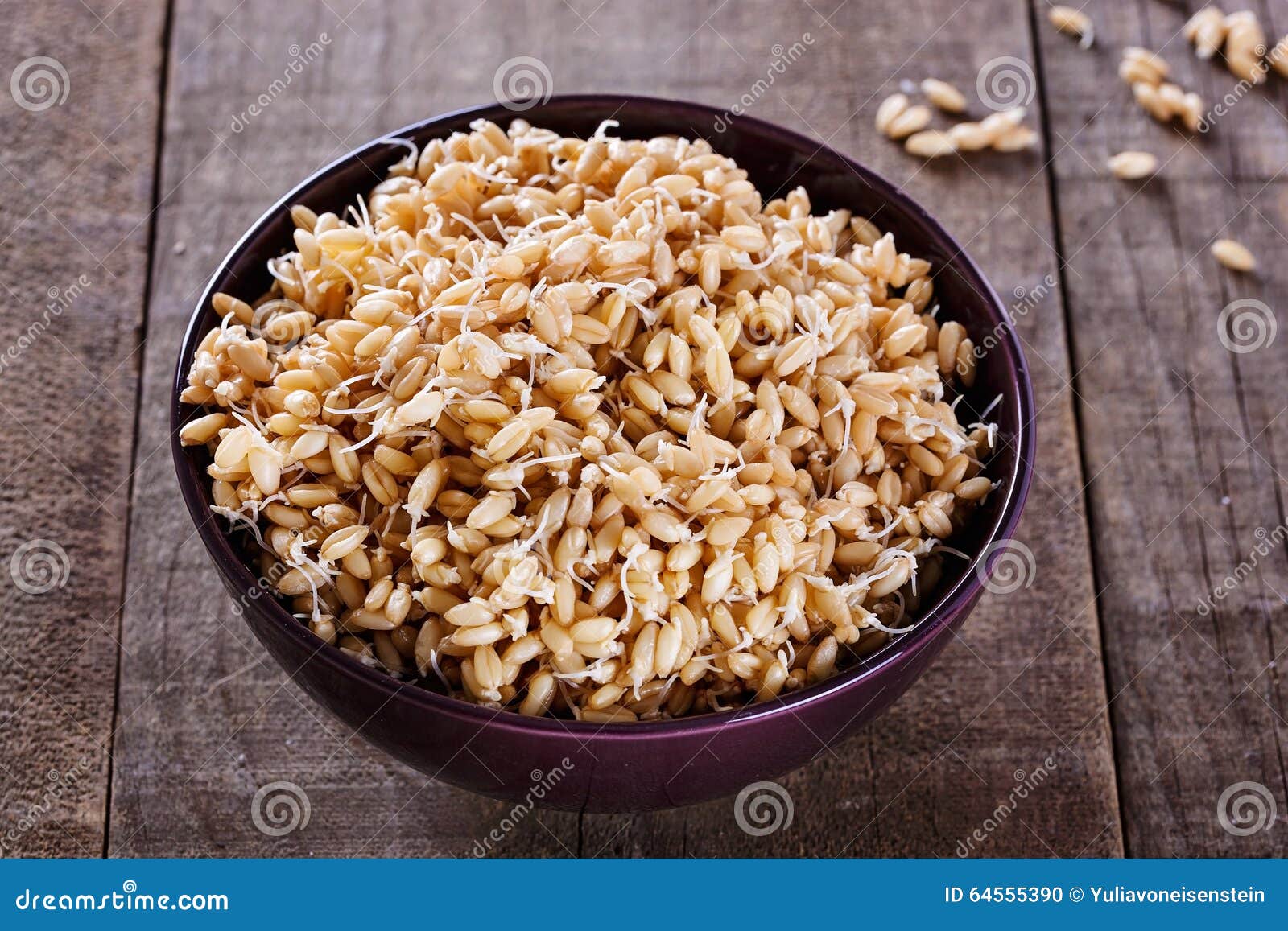 Sprouted Wheat Germ in a Bowl Closeup Stock Photo Image of seedling, meal 64555390