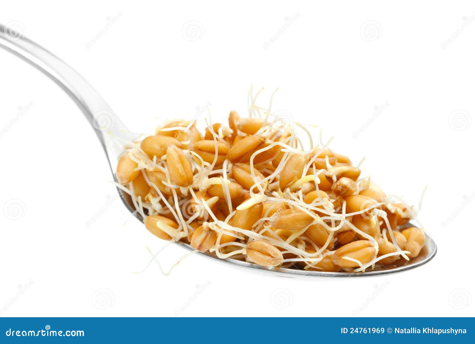 Sprouted wheat seeds stock image. Image of nutrients 24761969