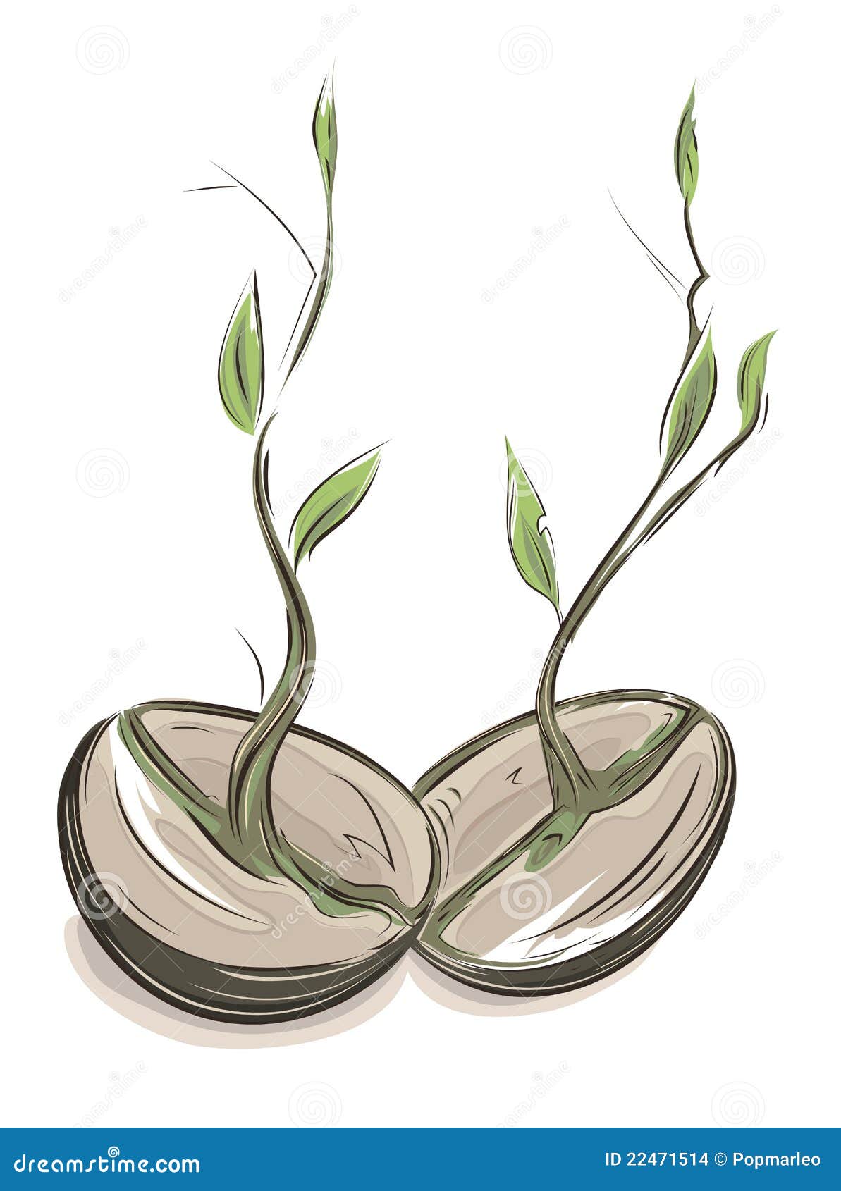 Sprouting beans stock vector. Illustration of brown, agricultures