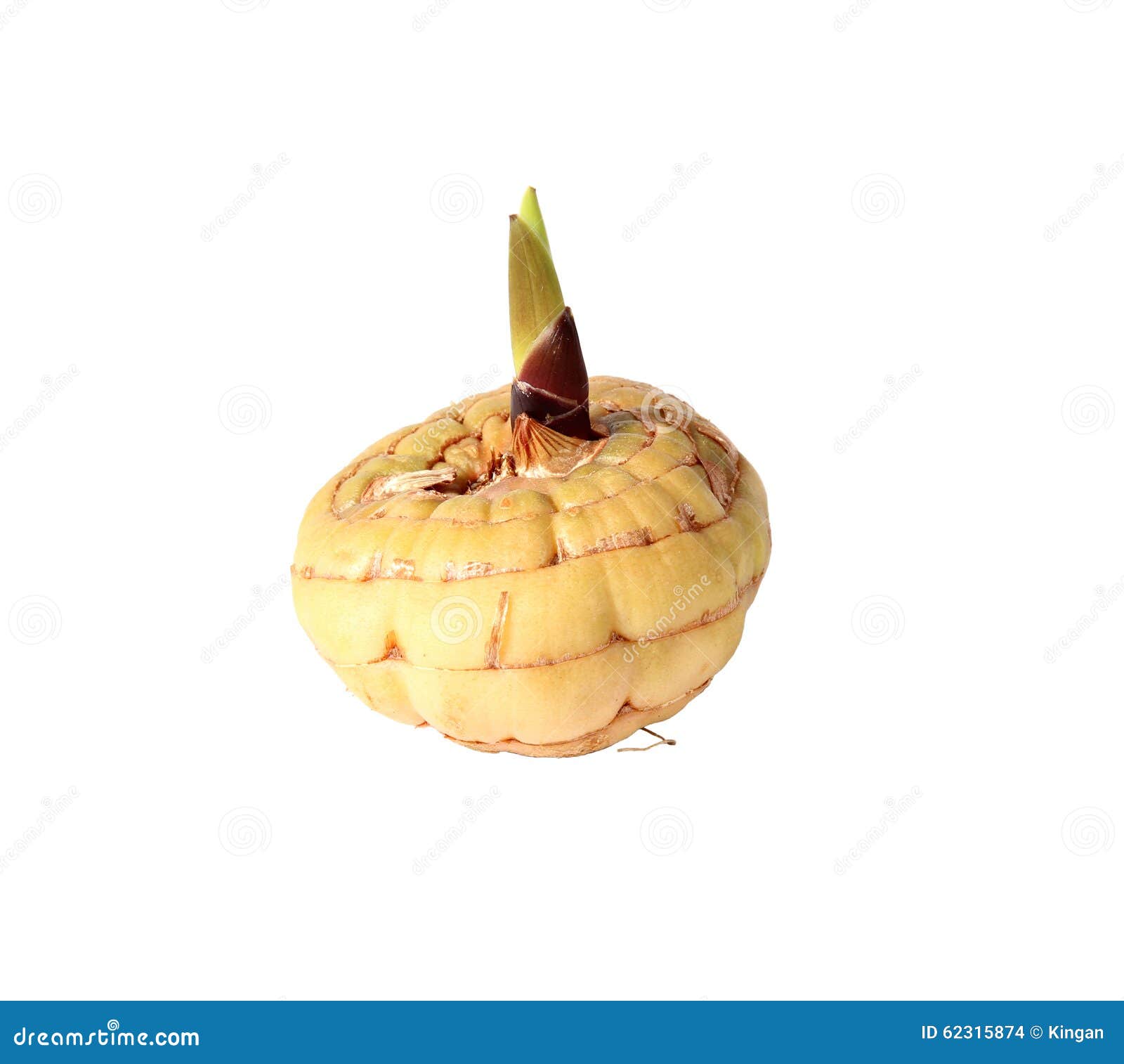 Sprouting Bulb Gladiolus Isolated Stock Photo Image of grow, bulbous