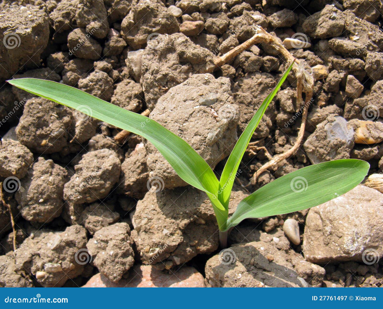 A sprouting corn stock image. Image of herb, green, healthy 27761497