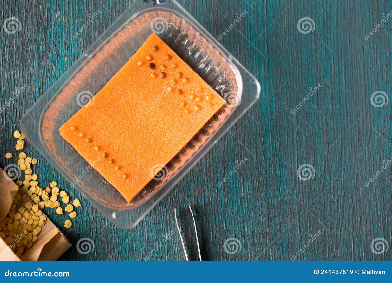 Sprouting Eggplant Seeds before Planting Stock Image Image of closeup