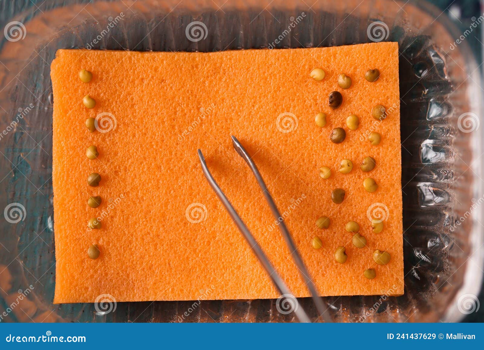 Sprouting eggplant seeds stock image. Image of land 241437629