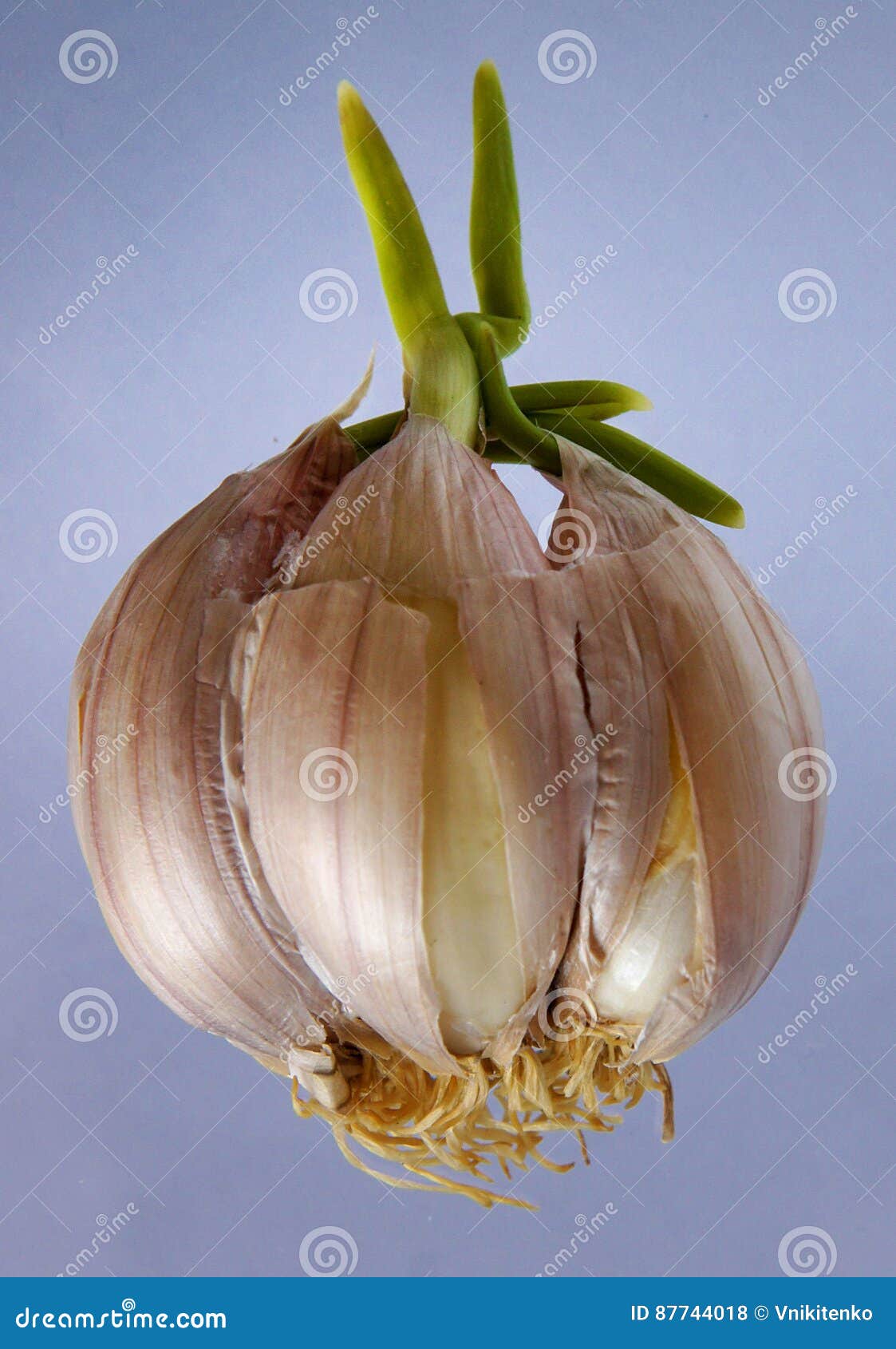 Sprouting garlic clove stock photo. Image of sprout, closeup 87744018