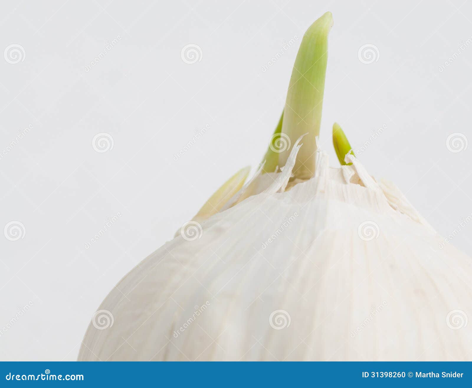 Sprouting Garlic stock photo. Image of sprout, cookery 31398260