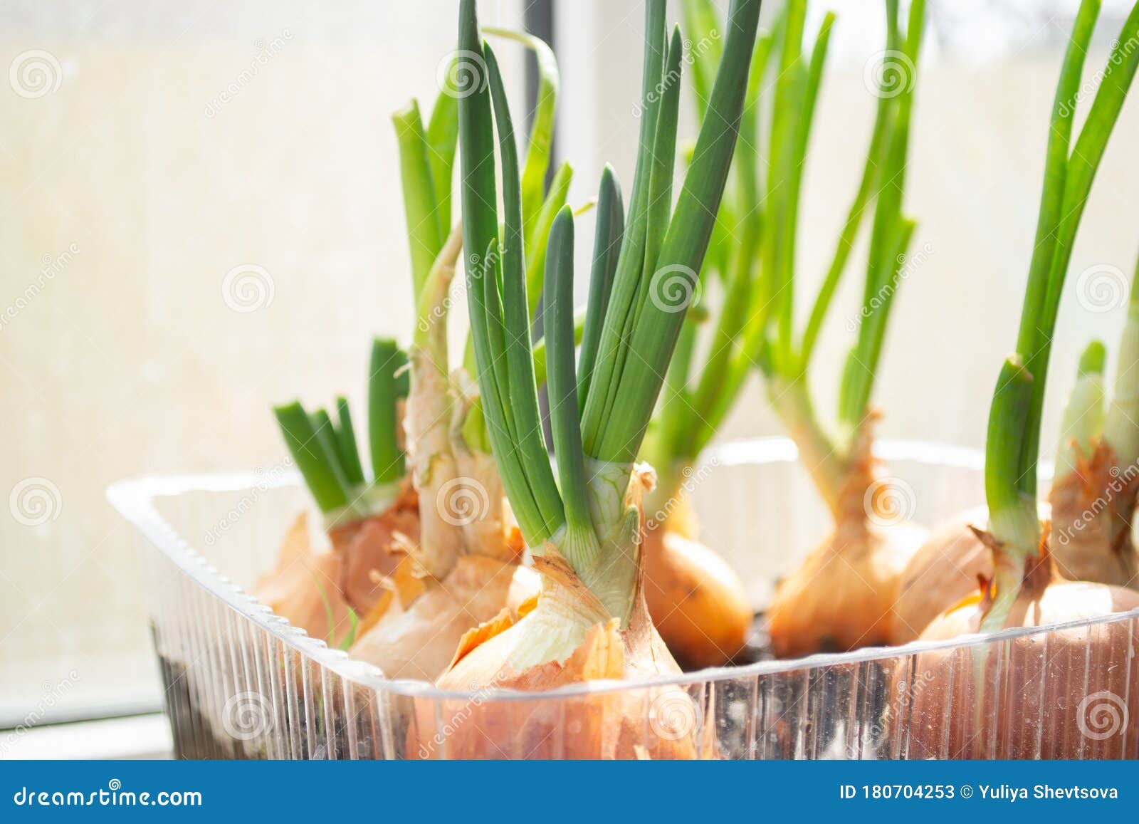 Sprouting Green Onions in Plastic Package. Onions Growing in Recycled