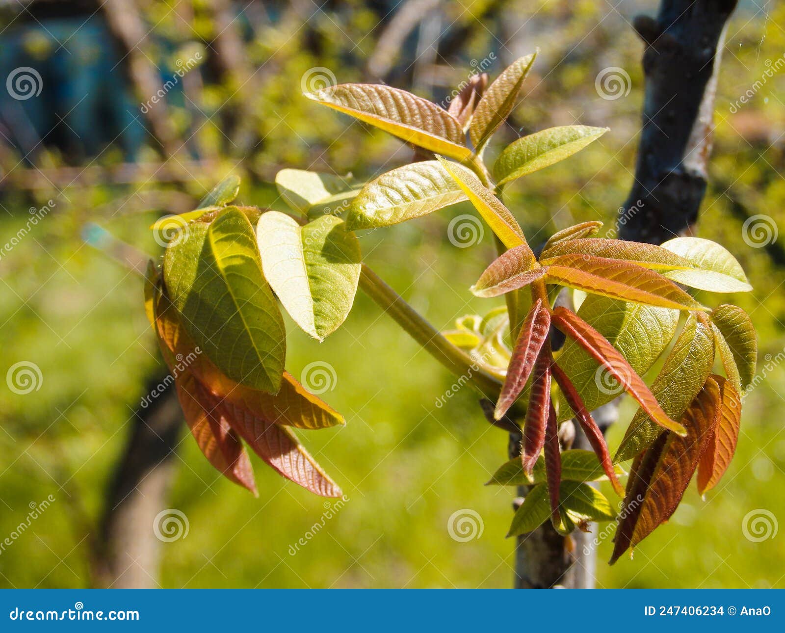 Sprouting Leafs of a Black Walnut Tree in Springtime. Young Walnut Leaves on a Green Background