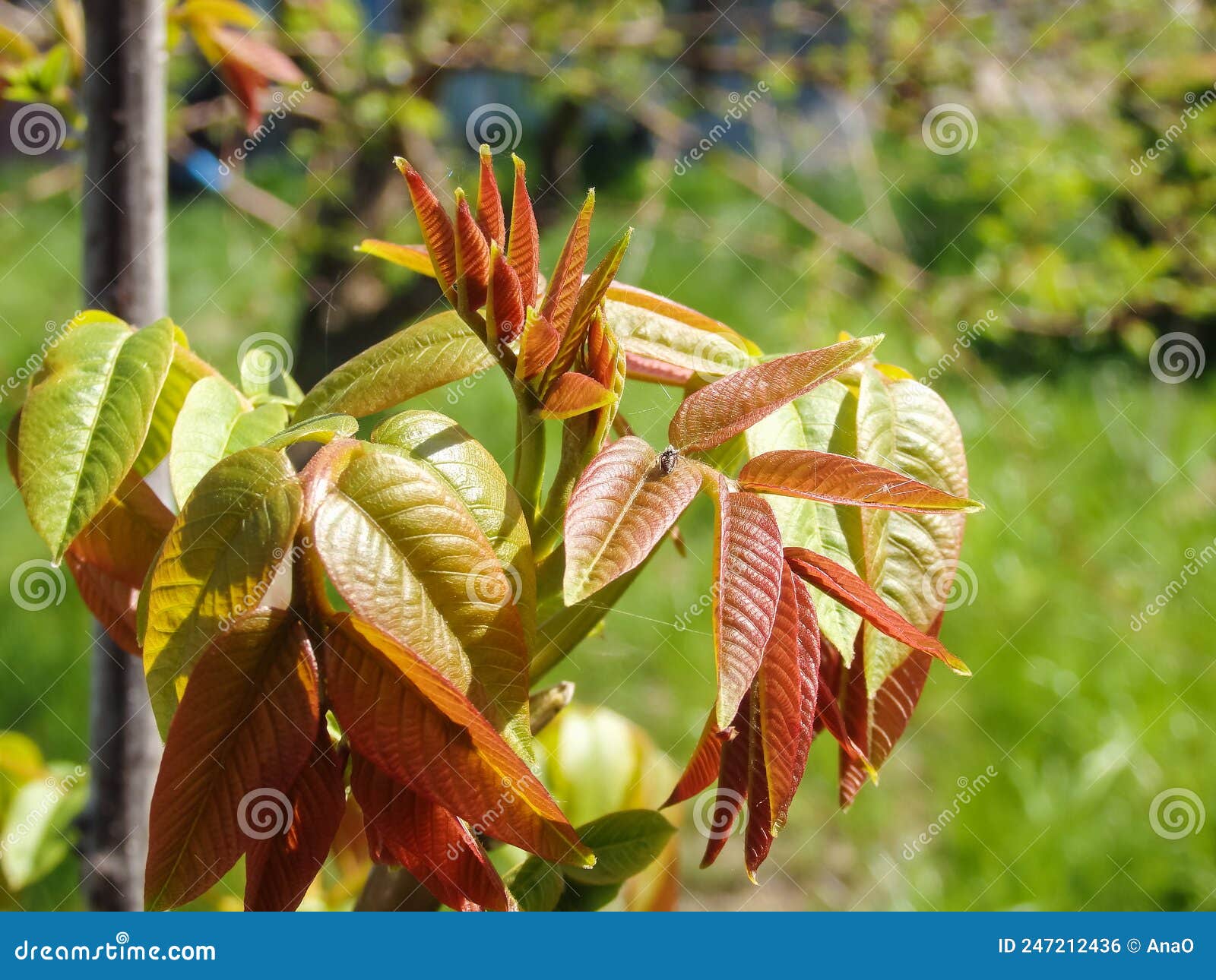 Sprouting Leafs of a Black Walnut Tree in Springtime. Young Walnut Leaves on a Green Background