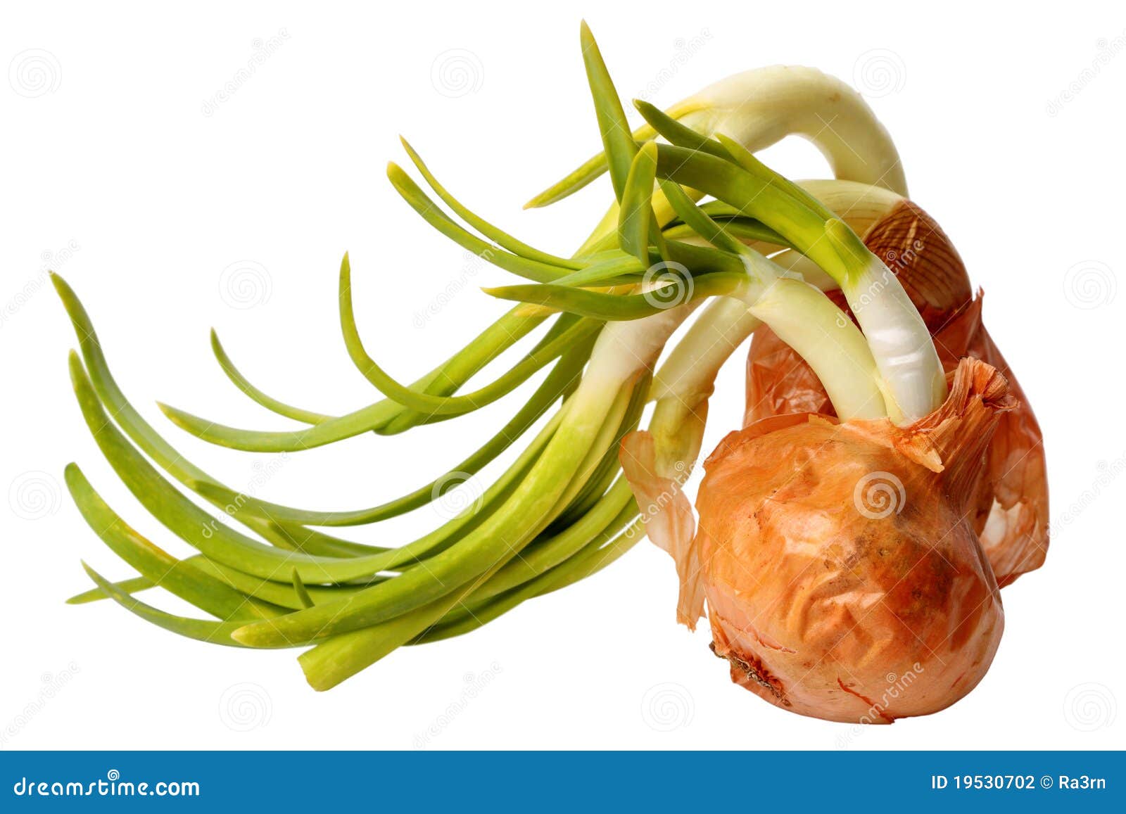 Sprouting Onion stock photo. Image of eating, image, root 19530702