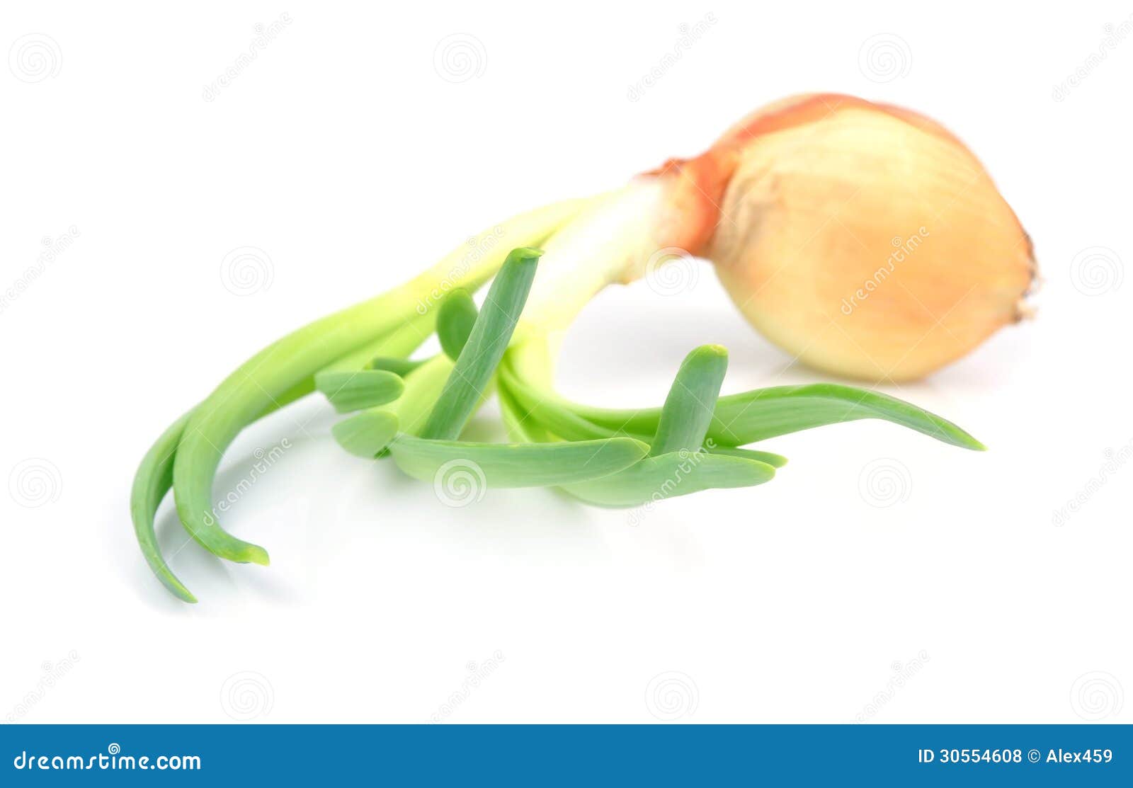 Sprouting onions stock photo. Image of spring, onions 30554608