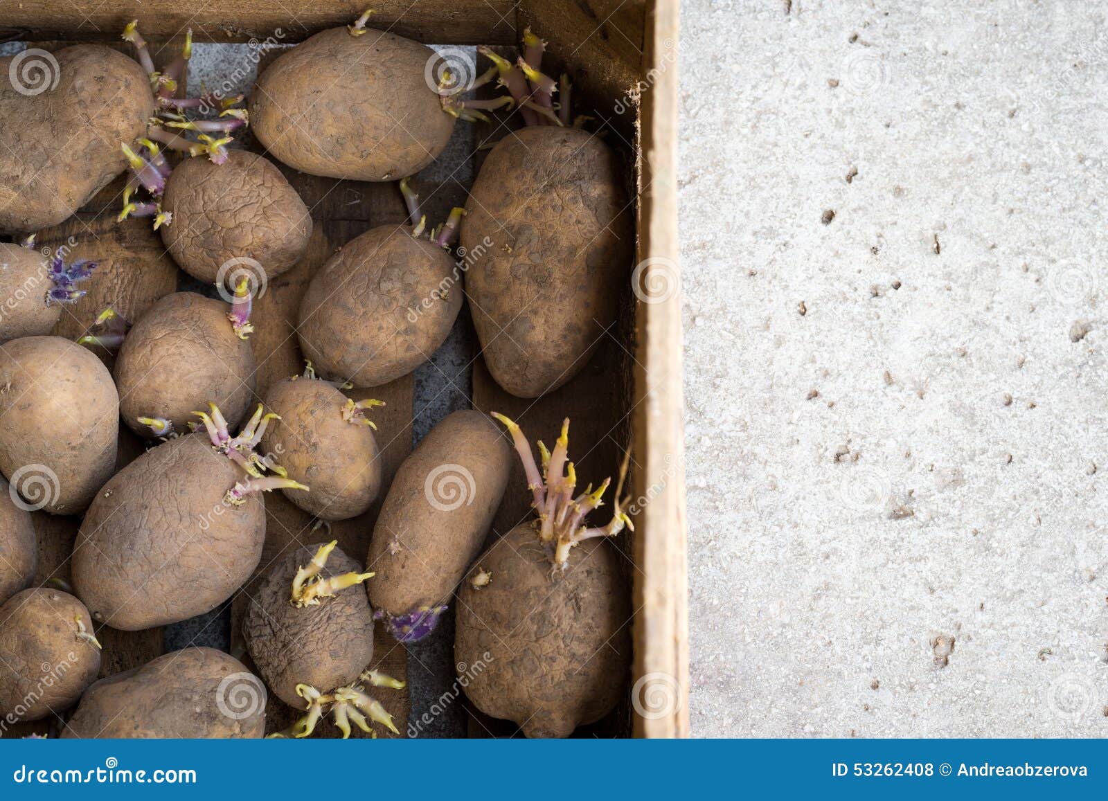 Sprouting Organic Potatoes Ready for Planting Stock Photo Image of