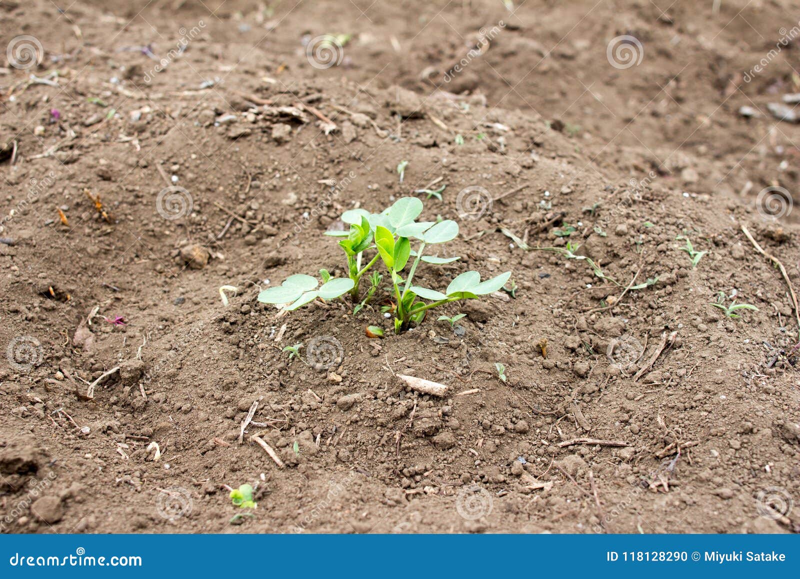 Sprouting Peanut Plant on Farm Stock Photo Image of agricultural