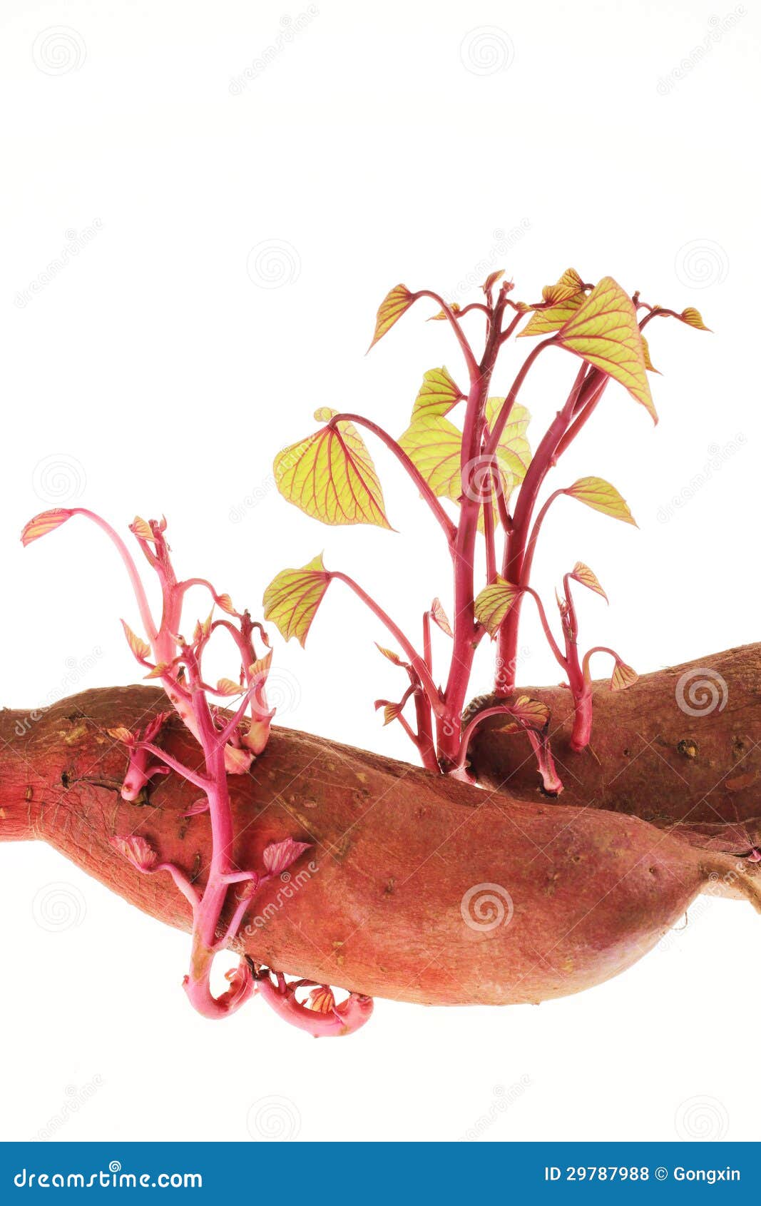 Germination of Sweet Potatoes Stock Photo Image of agriculture