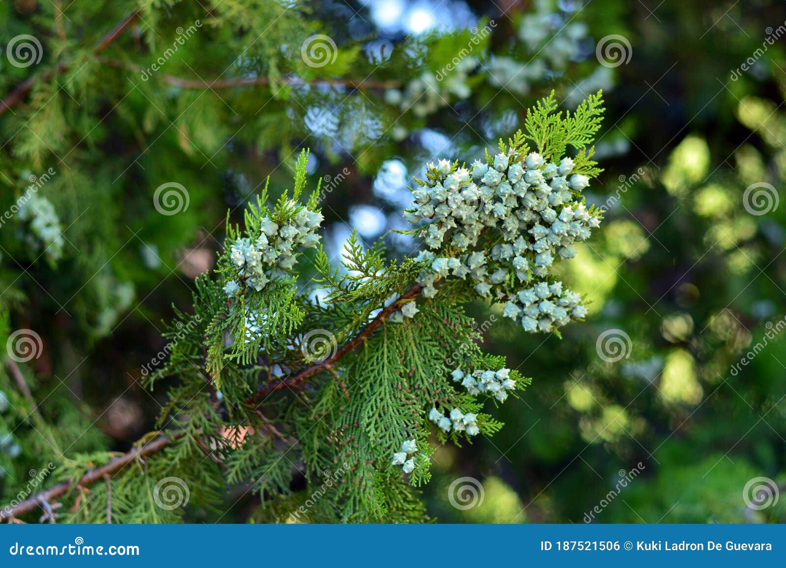 thuja cones, platycladus orientalis