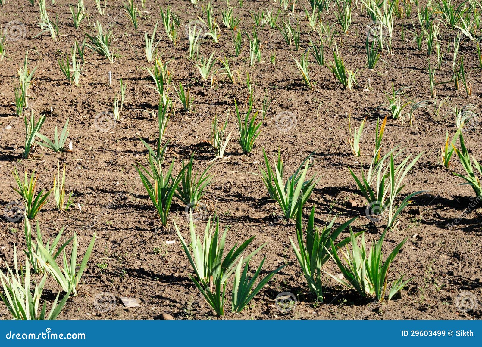 Sprouting Tulips in Field stock image. Image of budding 29603499