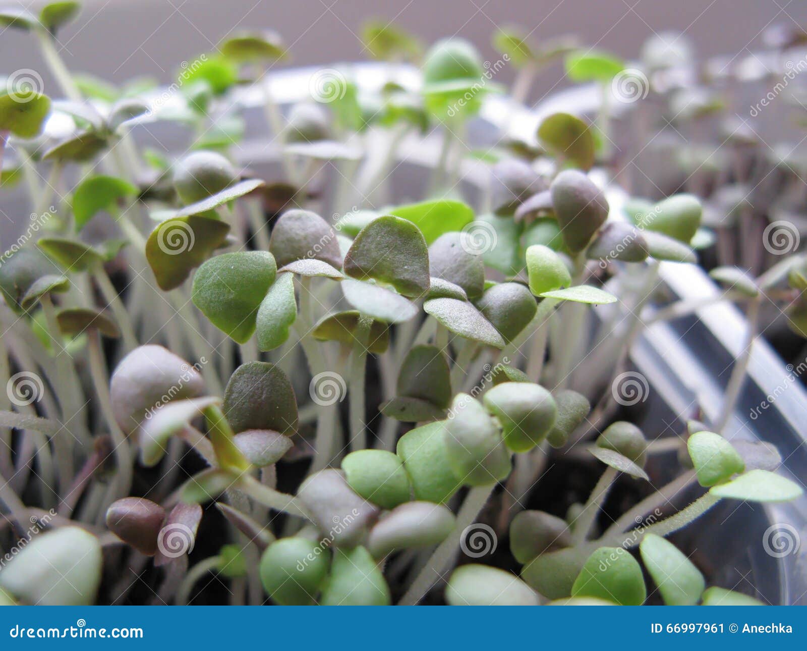 Sprouts of a Basil Grow stock image. Image of beauty 66997961