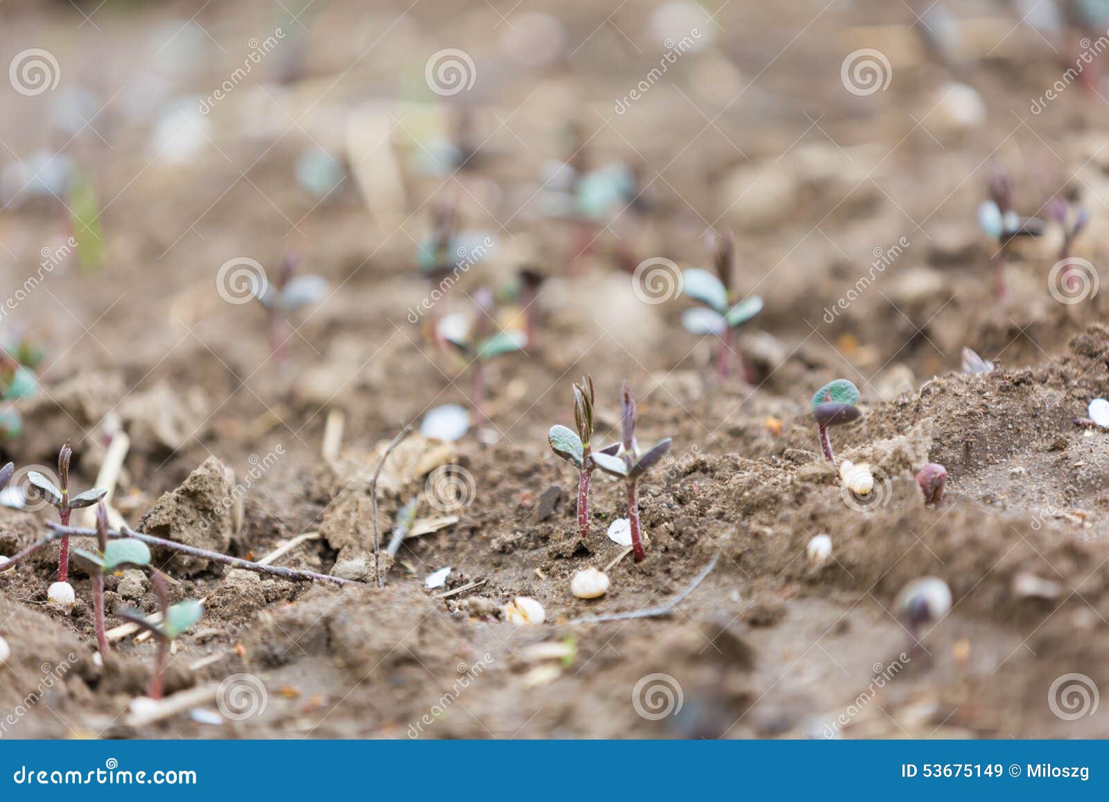 Sprouts of buckwheat stock image. Image of diet, blue 53675149
