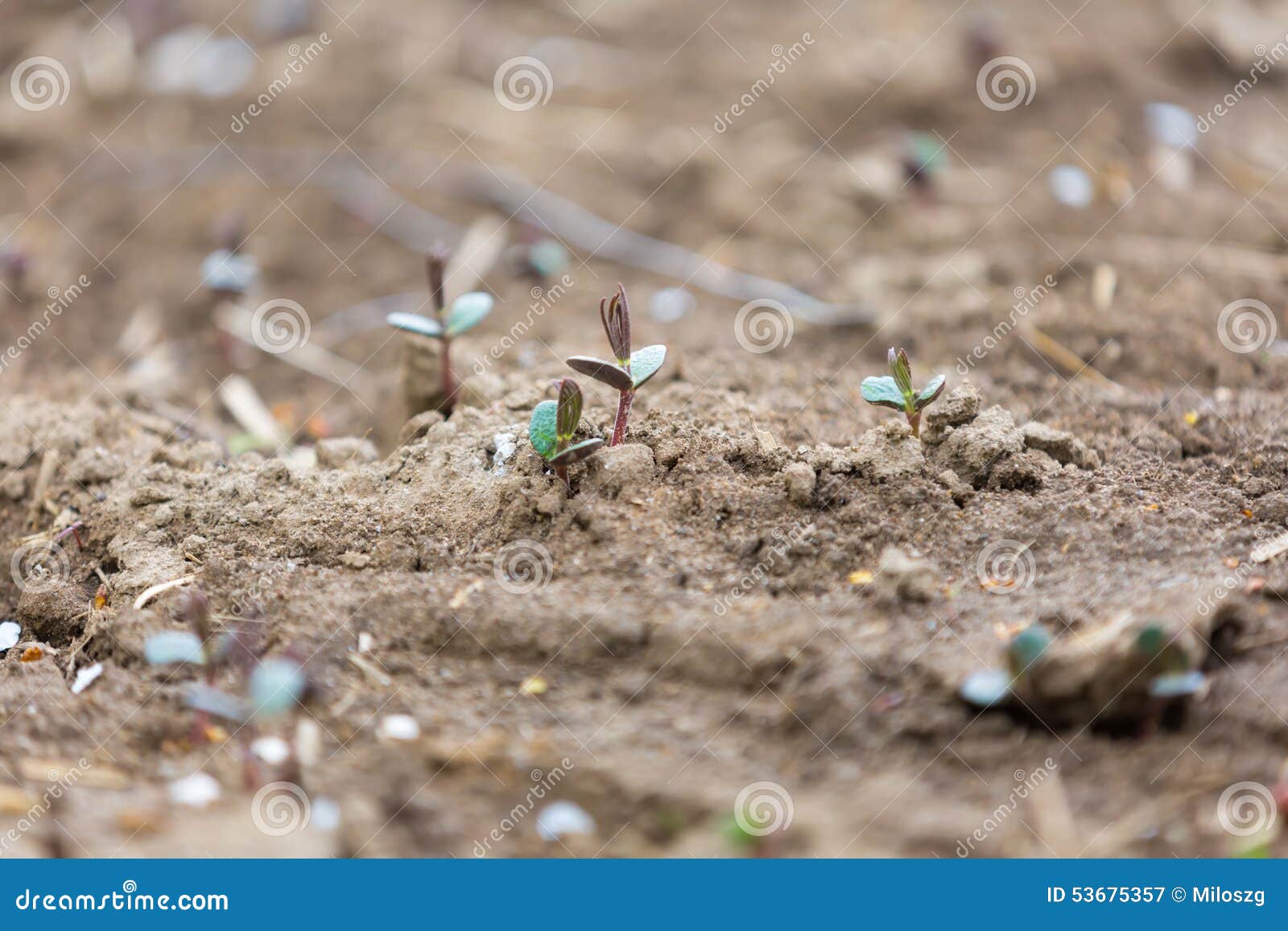Sprouts of buckwheat stock image. Image of blossom, bloom 53675357
