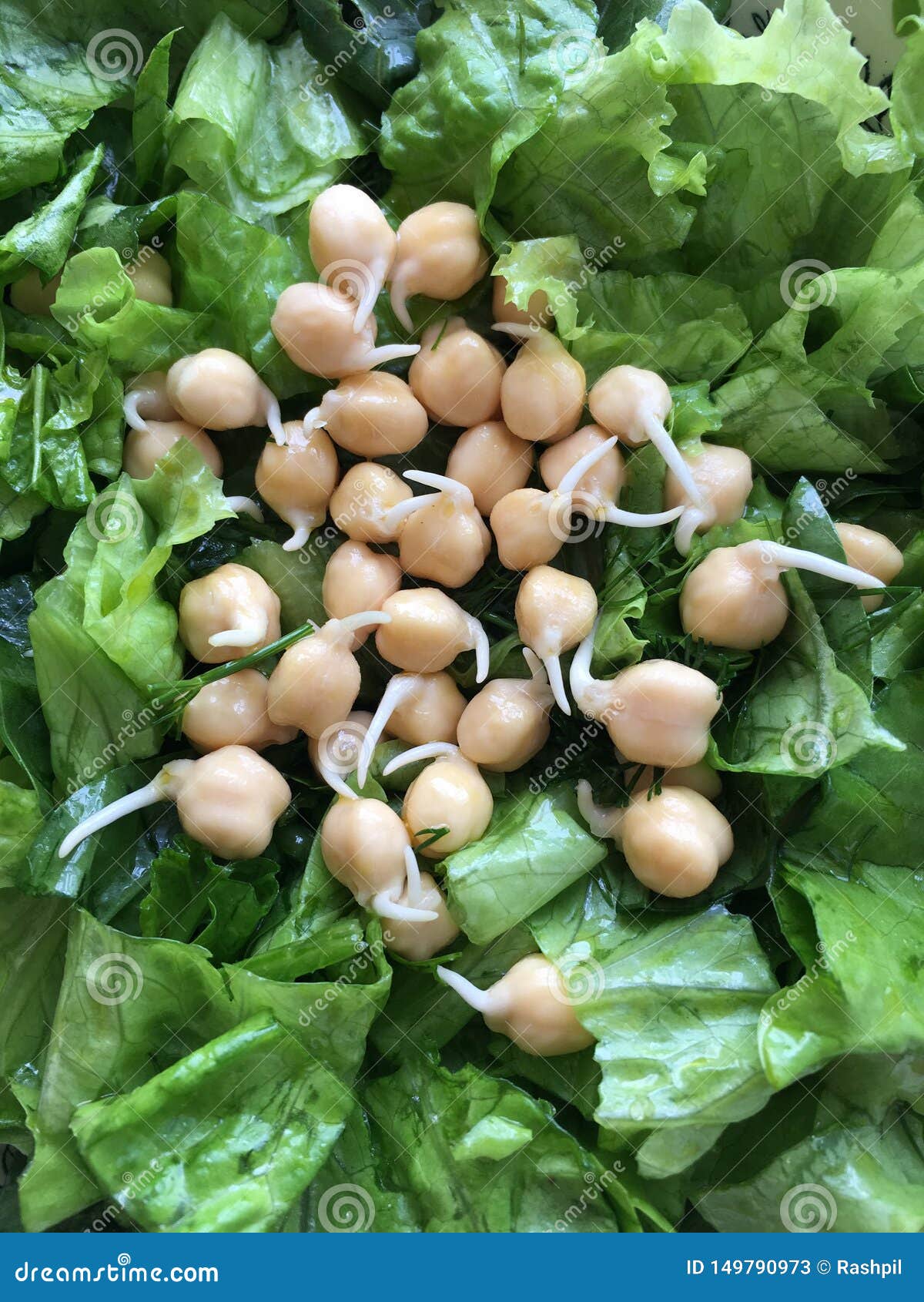 Sprouts of chickpea stock image. Image of leaves, chickpea 149790973