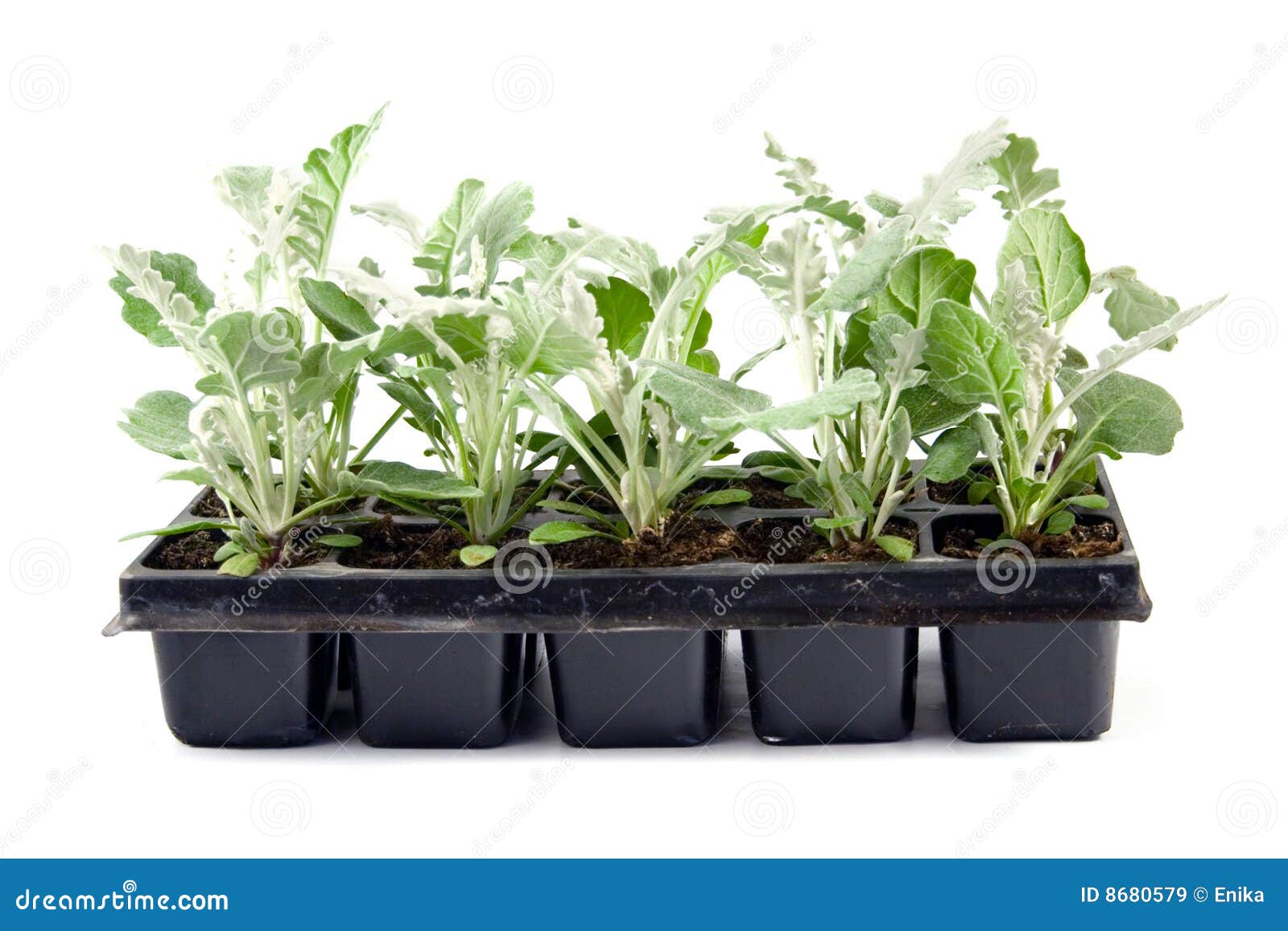 Sprouts of flowers stock image. Image of soil, white, earth 8680579