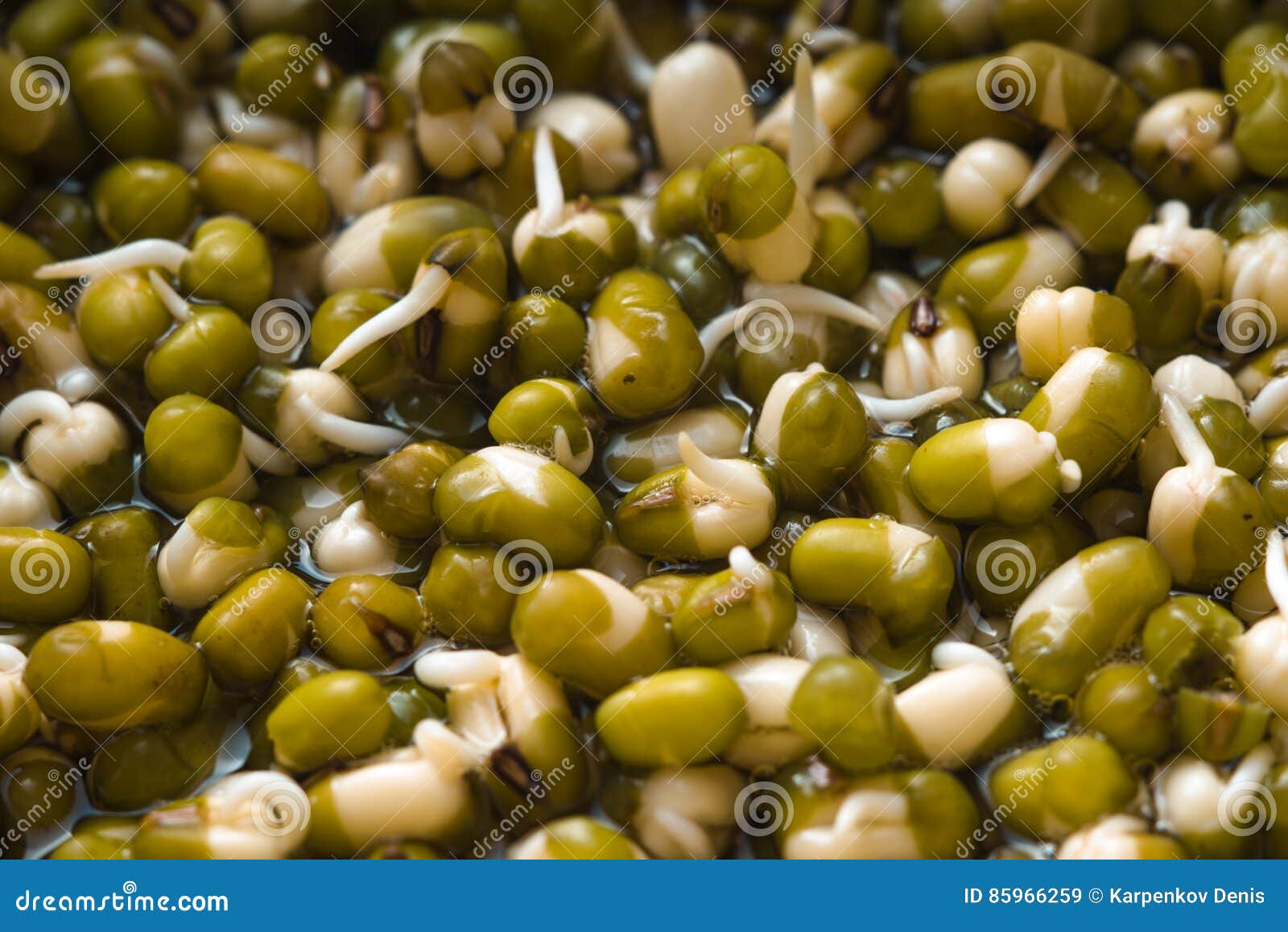 Sprouts Green Mung Beans Closeup Stock Image Image of close, organic