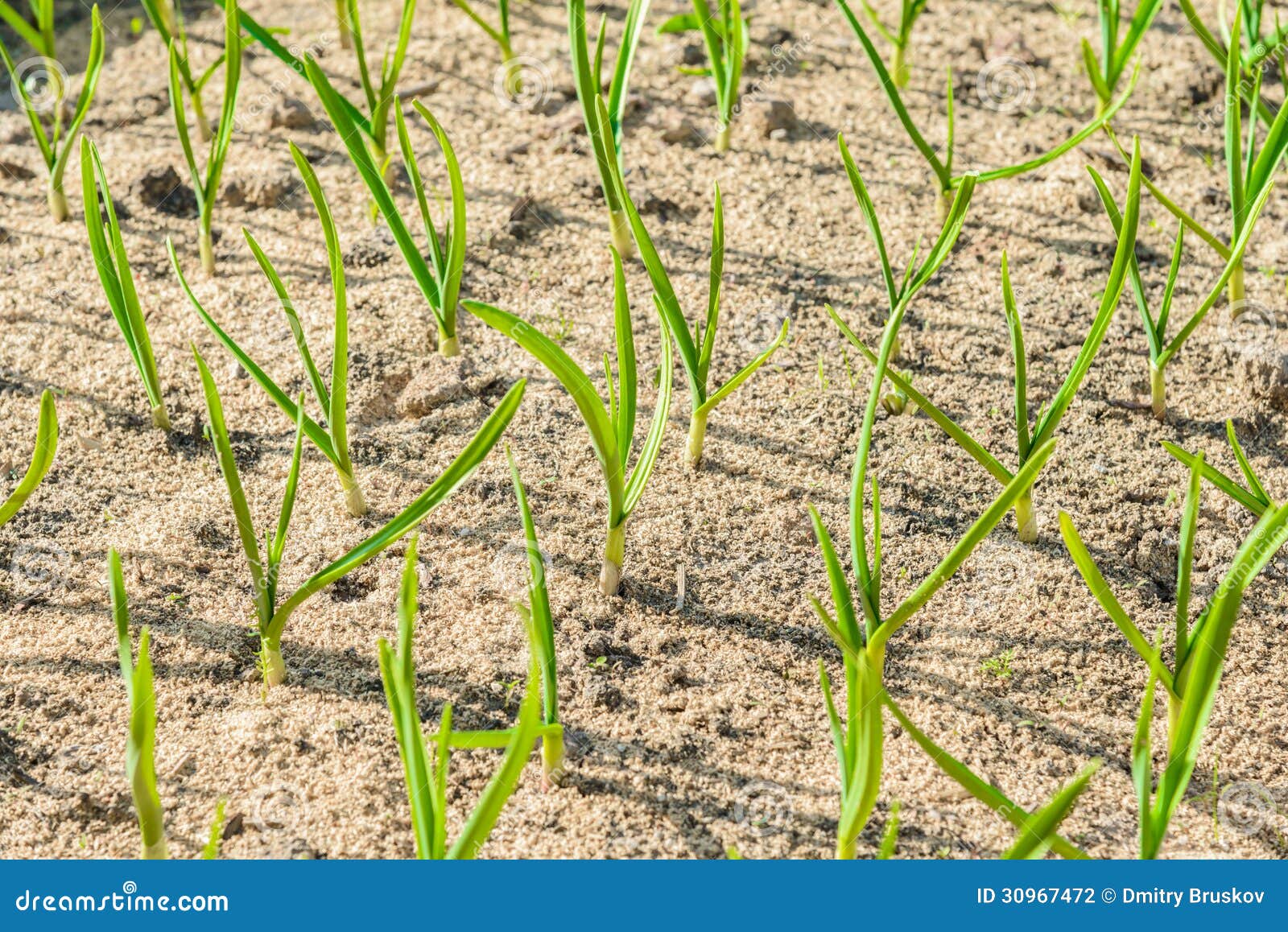 Sprouts green onions stock photo. Image of healthy, herb 30967472