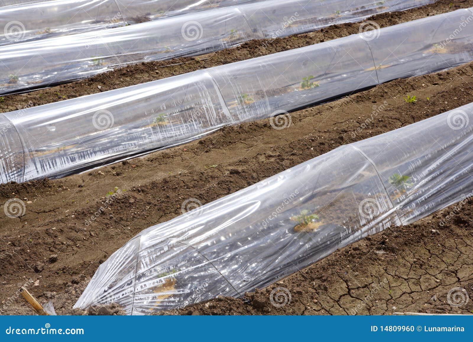 Sprouts Greenhouse Glass House Plastic Lines Stock Photo Image of