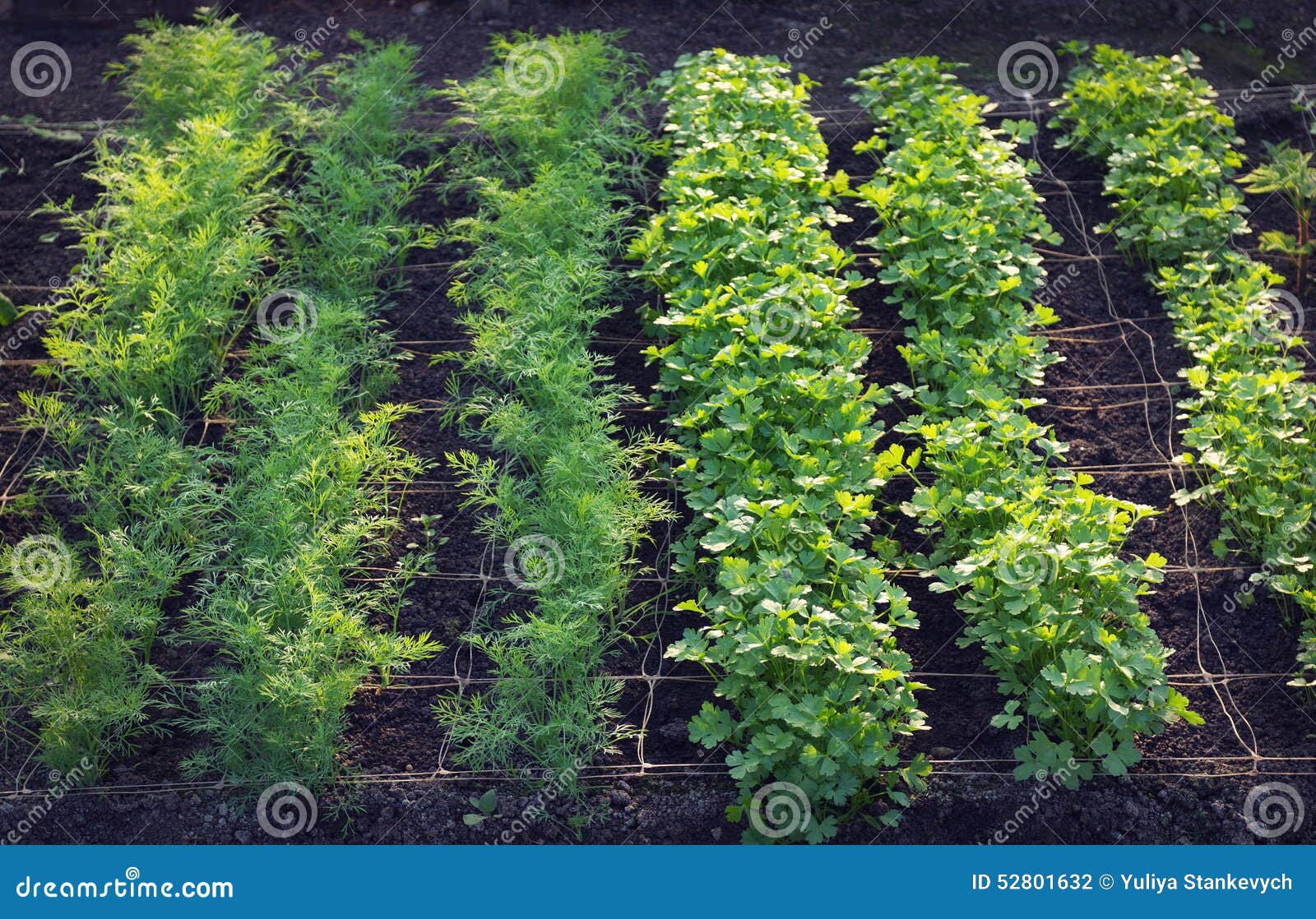 Sprouts in the greenhouse stock photo. Image of glasshouse 52801632