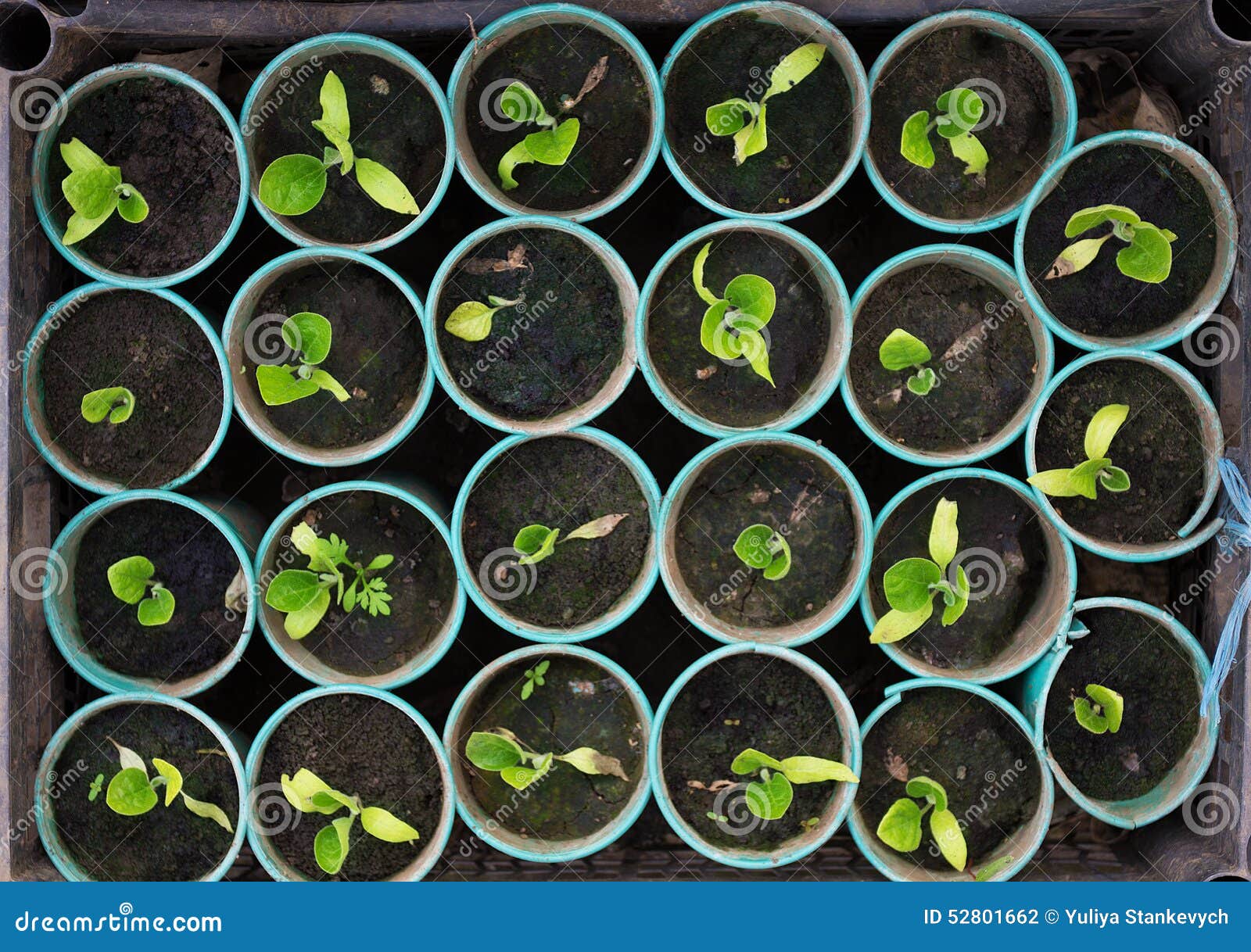 Sprouts in the greenhouse stock photo. Image of ground 52801662